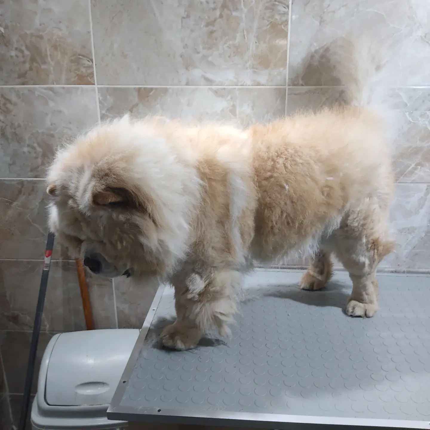 Beyaz bichon banyo sonrası kurutma masasında