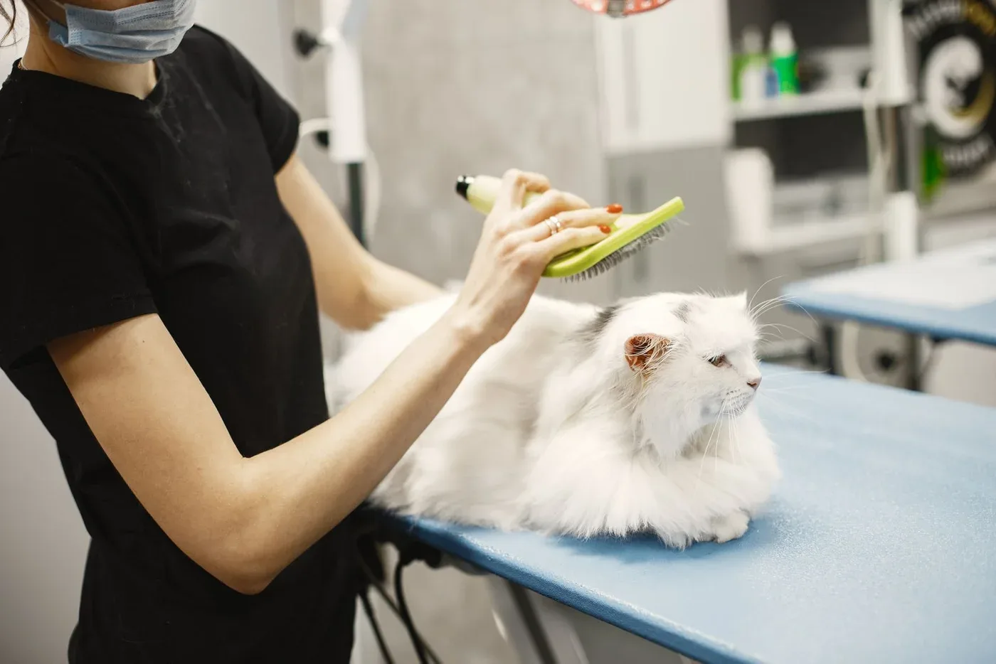 Uzun tüylü beyaz bir kedi bakım masasında tarakla taranıyor