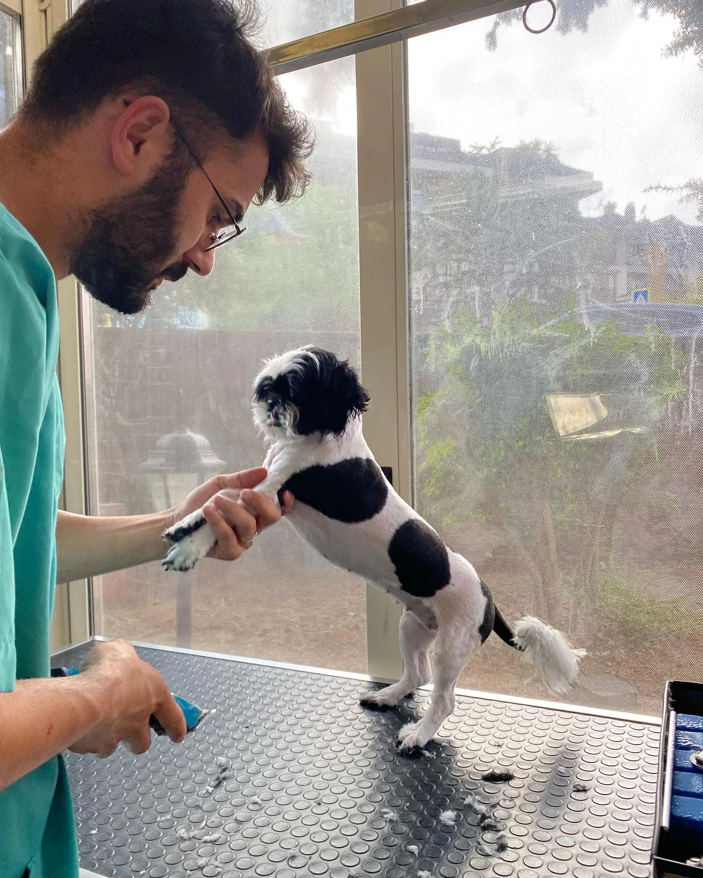 Siyah beyaz tüylü köpeğin karın bölgesi tıraş edilirken ayakta duruyor