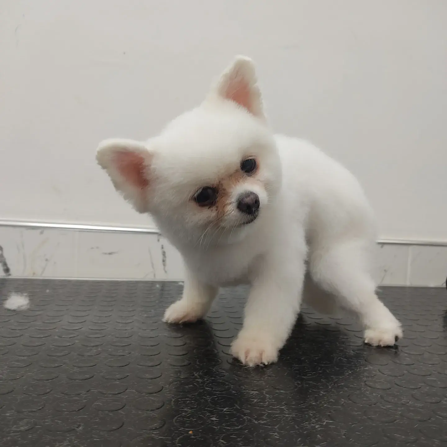 Beyaz küçük pomeranian tıraş masasında