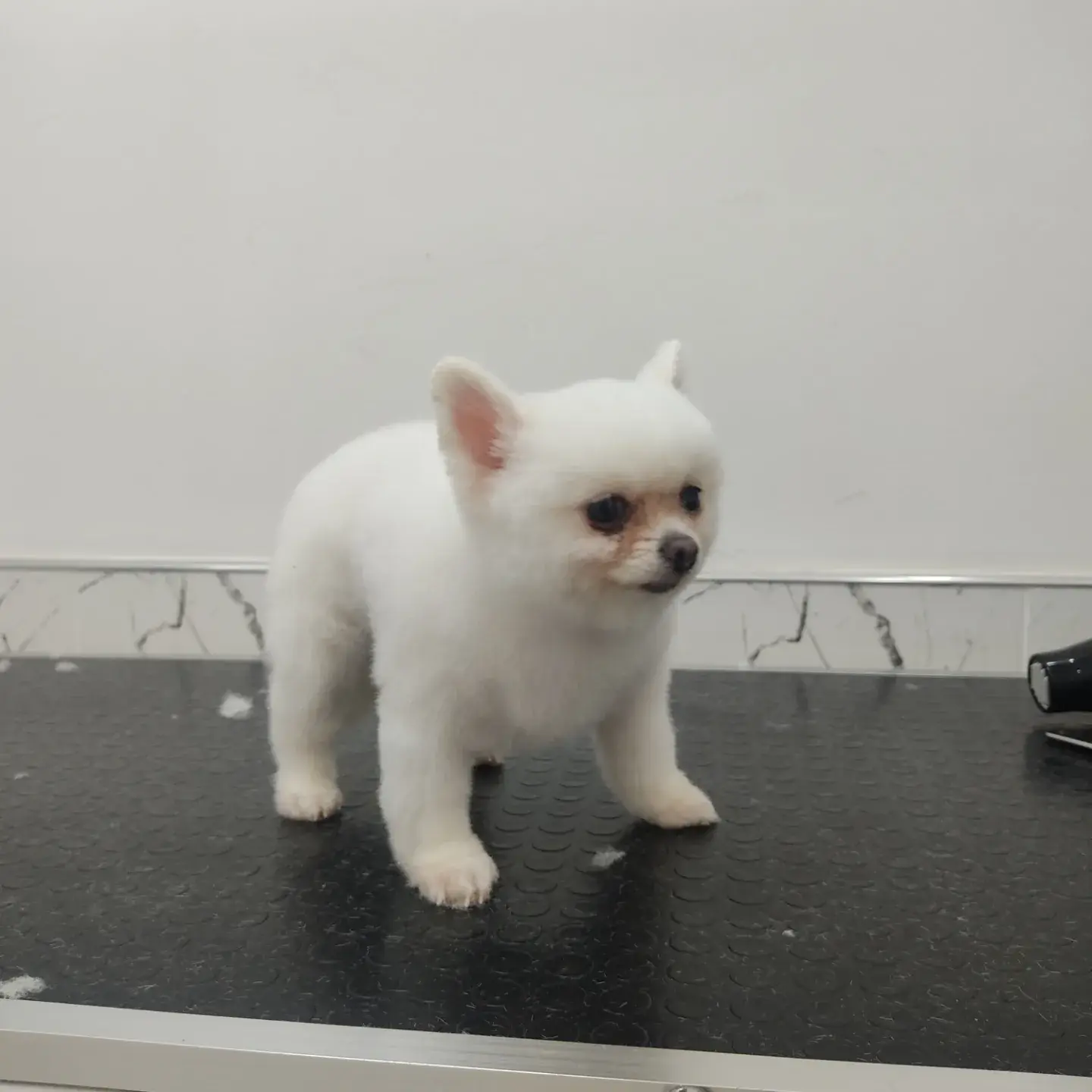 Beyaz küçük pomeranian tıraş sonrası