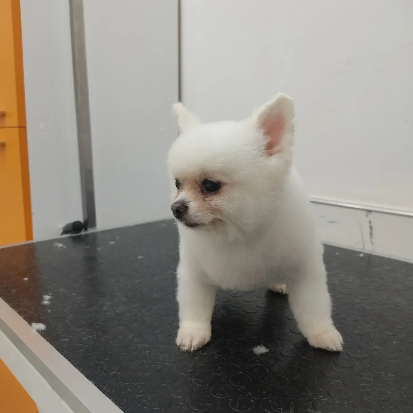 Beyaz pomeranian tıraş masasında