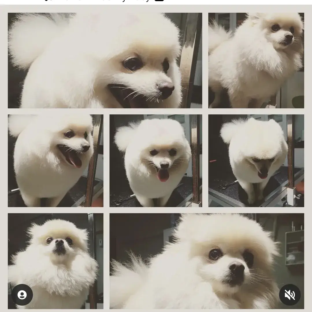 Beyaz pomeranian’ın tıraş adımlarından sekiz kare