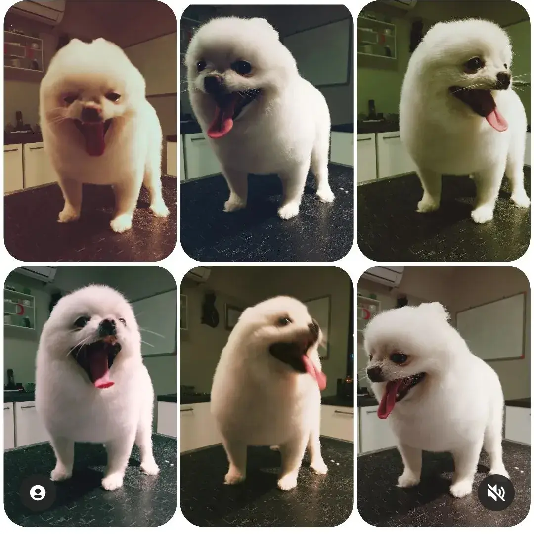 Beyaz pomeranian’ın tıraş sürecinden altı farklı kare