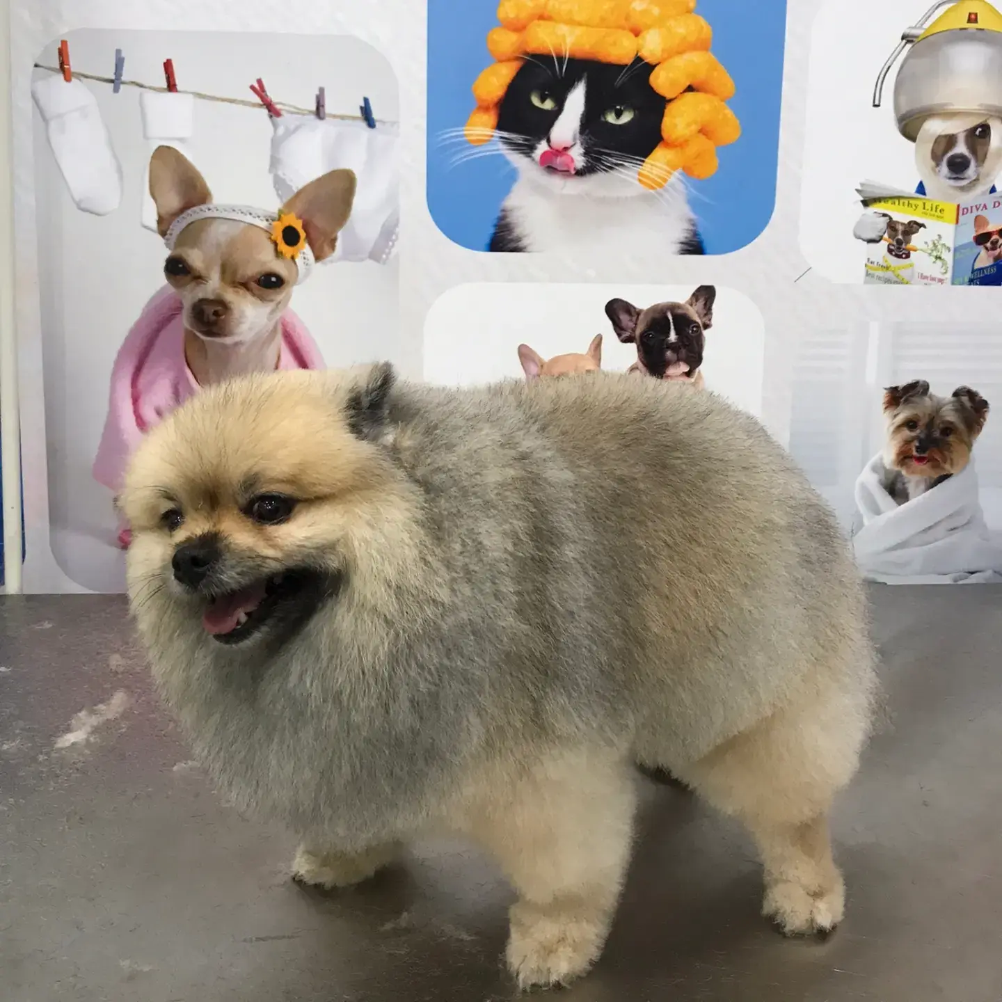 Gri pomeranian bakım sonrası tam boy