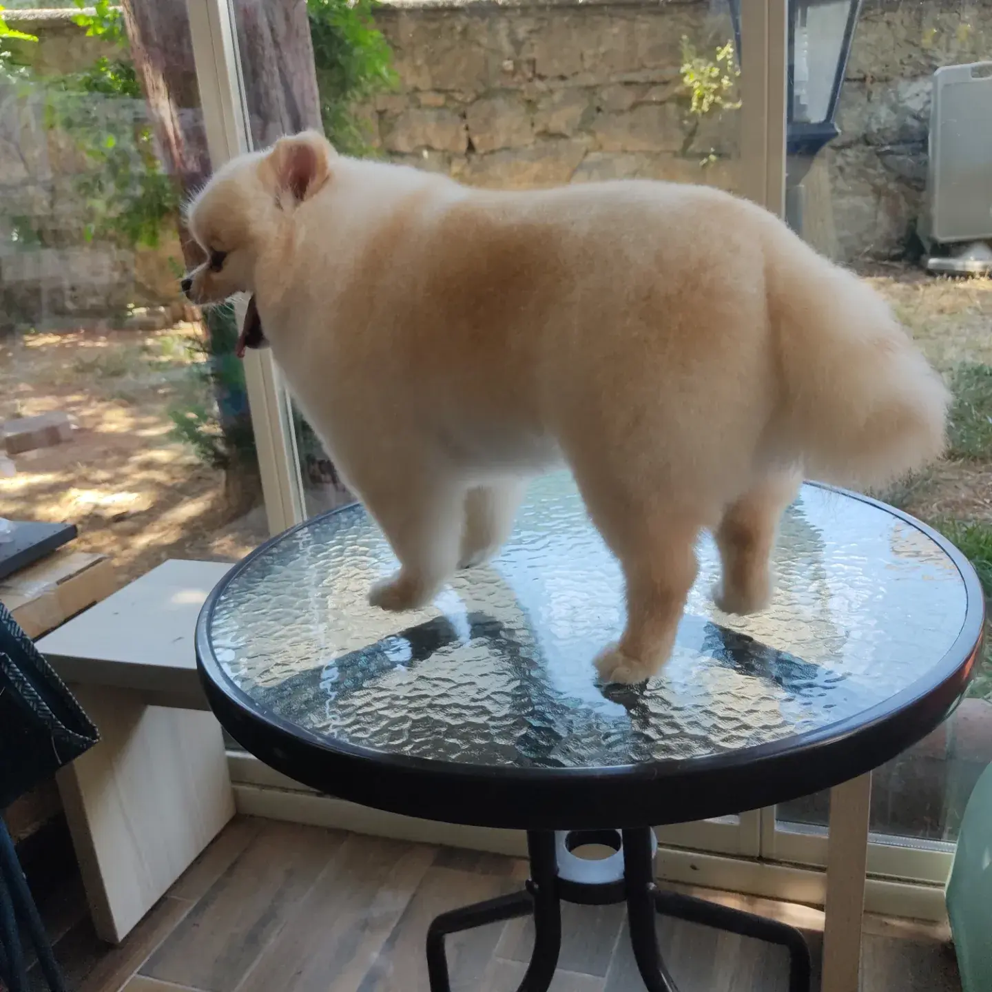 Krem pomeranian’ın tıraş sonrası sırt ve kuyruk tüyü
