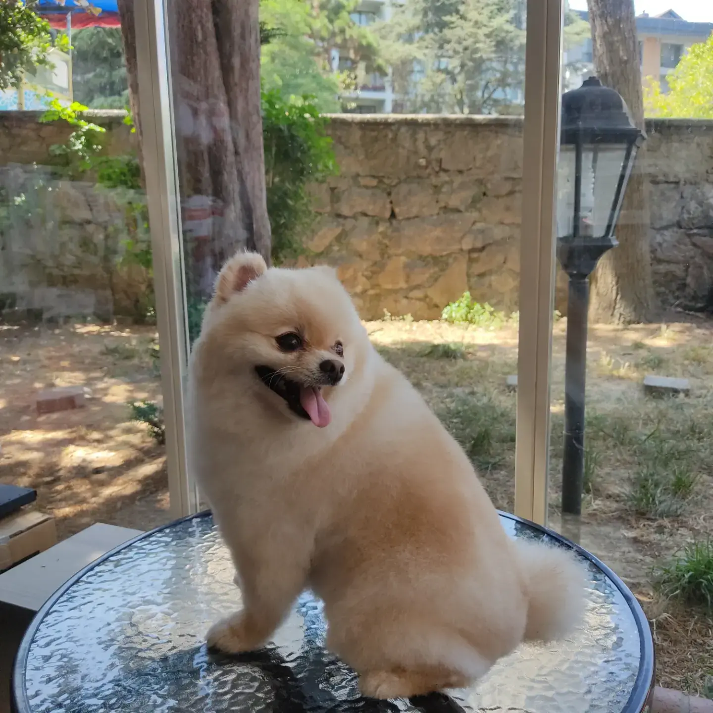 Krem pomeranian cam masada, arkada salon bahçesi