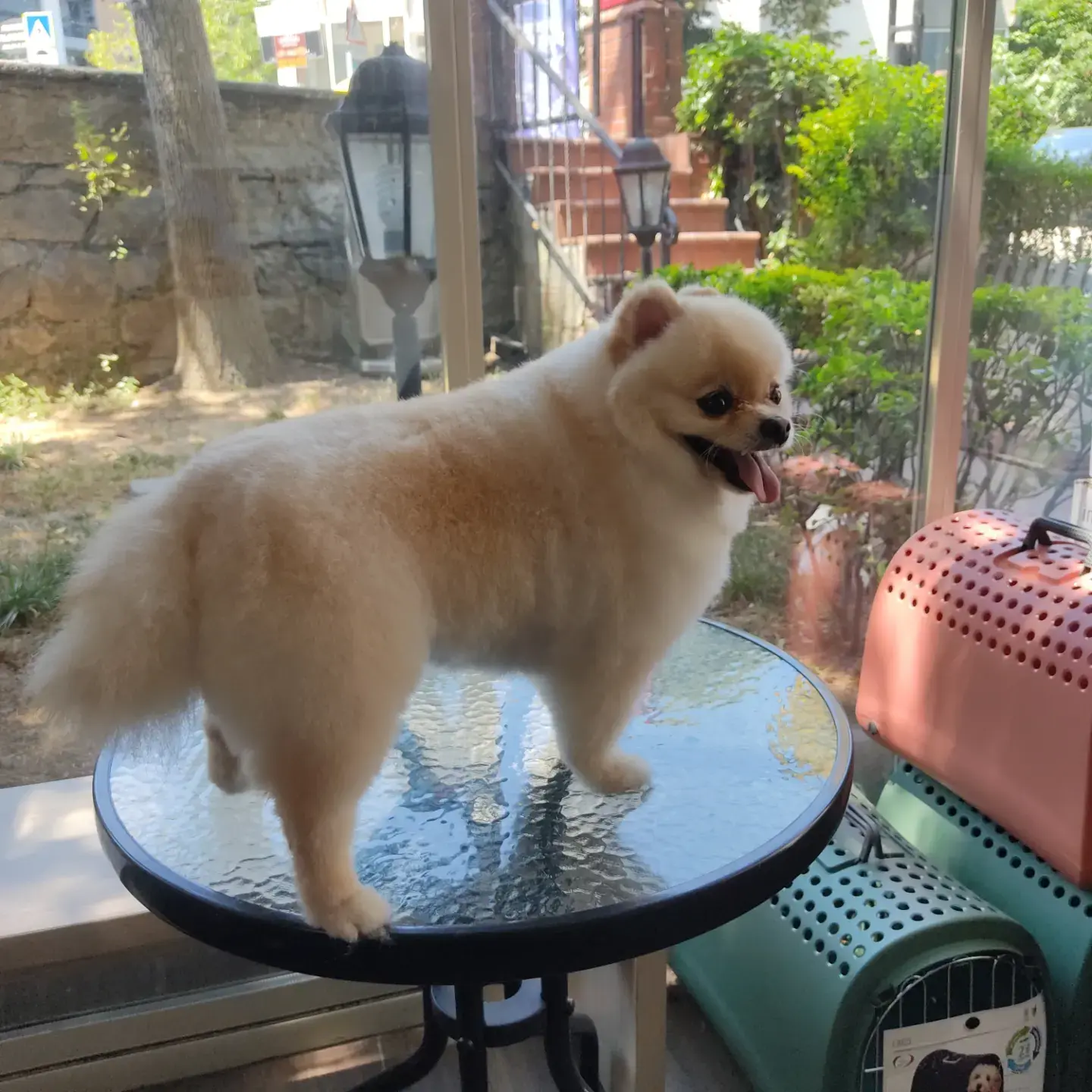 Krem pomeranian cam masada ayakta