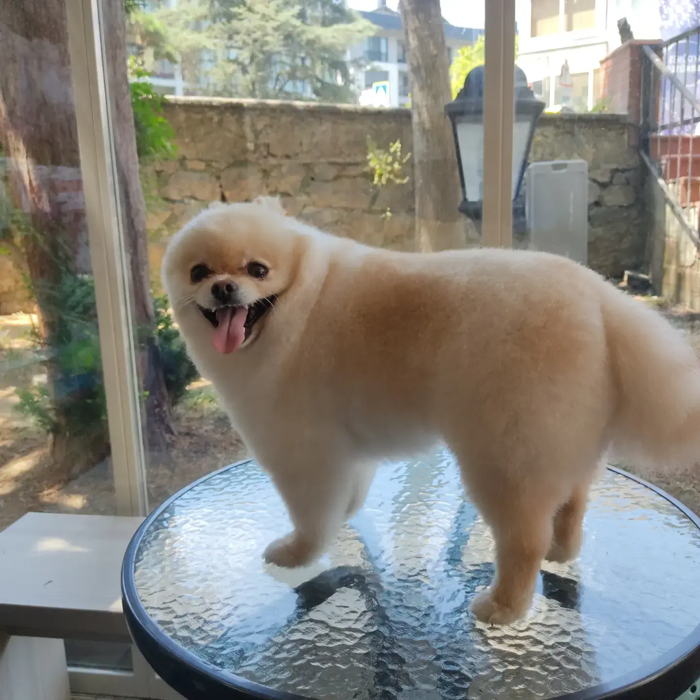 Krem pomeranian cam masada yan duruşta
