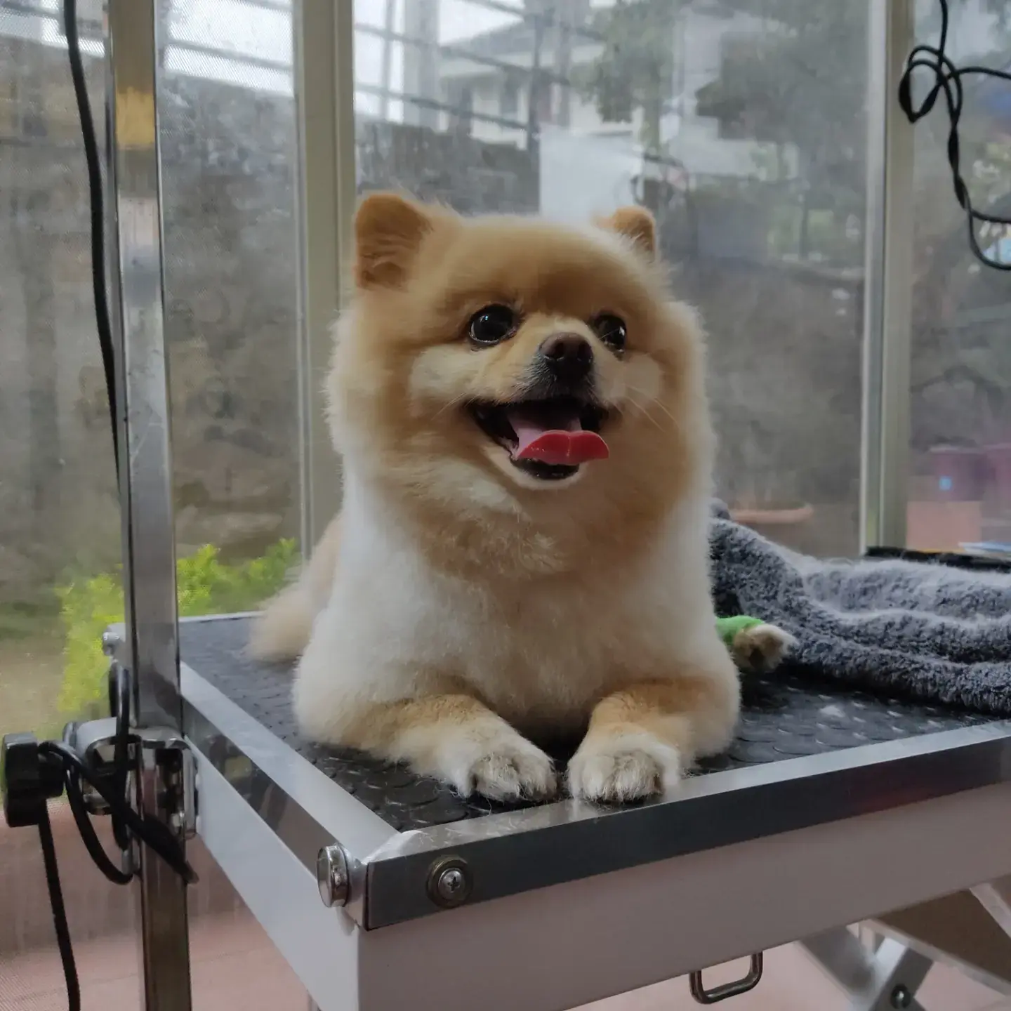Krem pomeranian havlunun üstünde masada dinleniyor