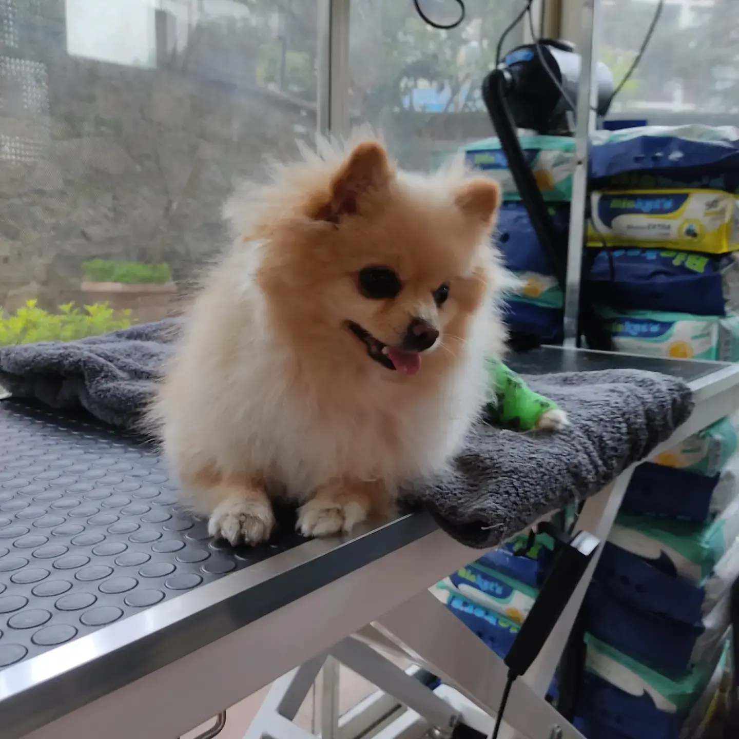Krem pomeranian havlunun üstünde masada