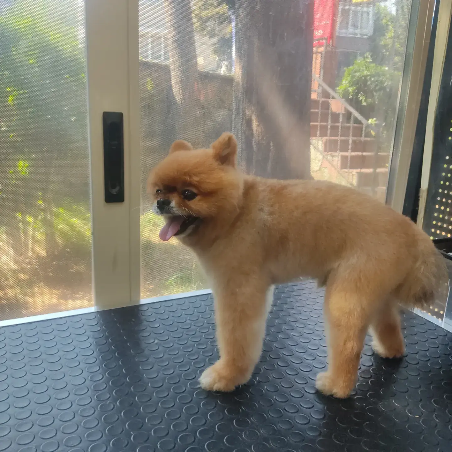 Krem pomeranian salon kapısının yanında