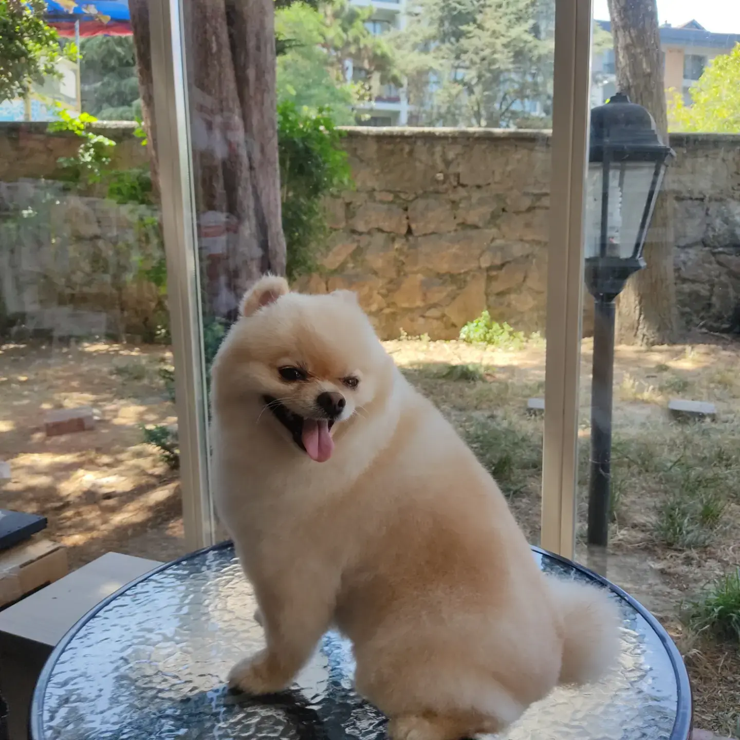 Krem pomeranian cam masada oturmuş