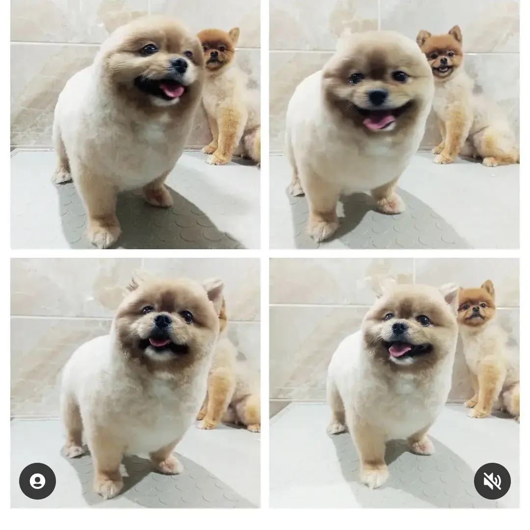 Krem pomeranian’ın bakım sonrası dört farklı açıdan görünümü