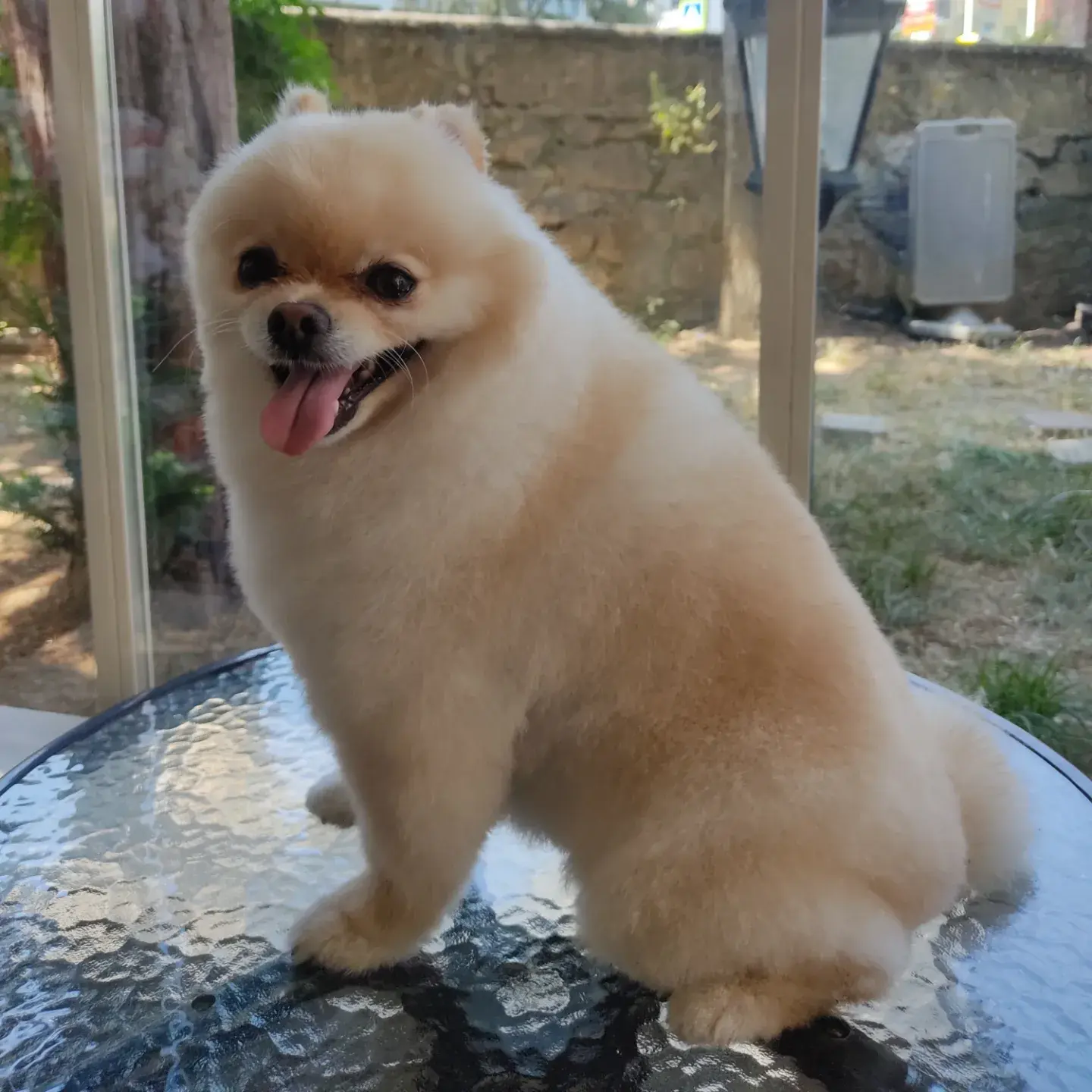 Krem pomeranian cam masada yan oturuşta