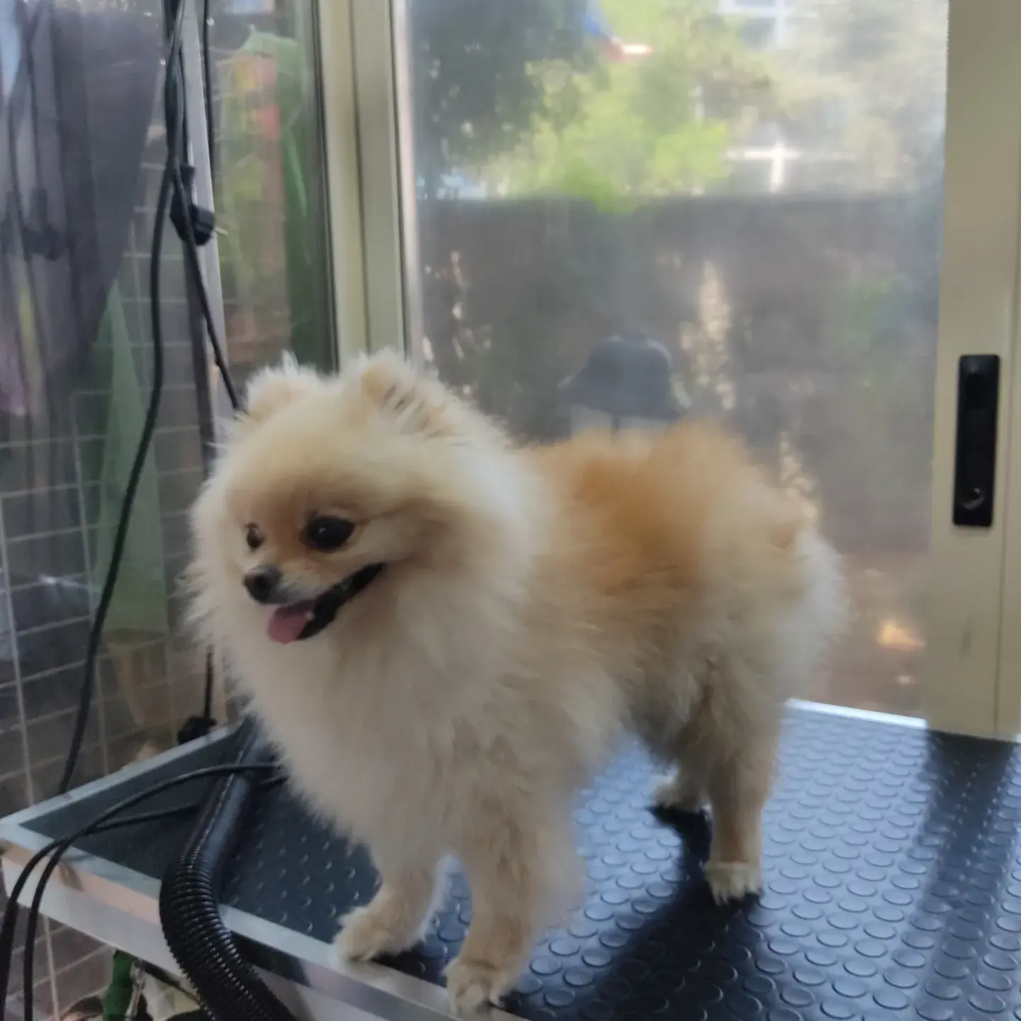 Krem pomeranian bakım sonrası yan profilden