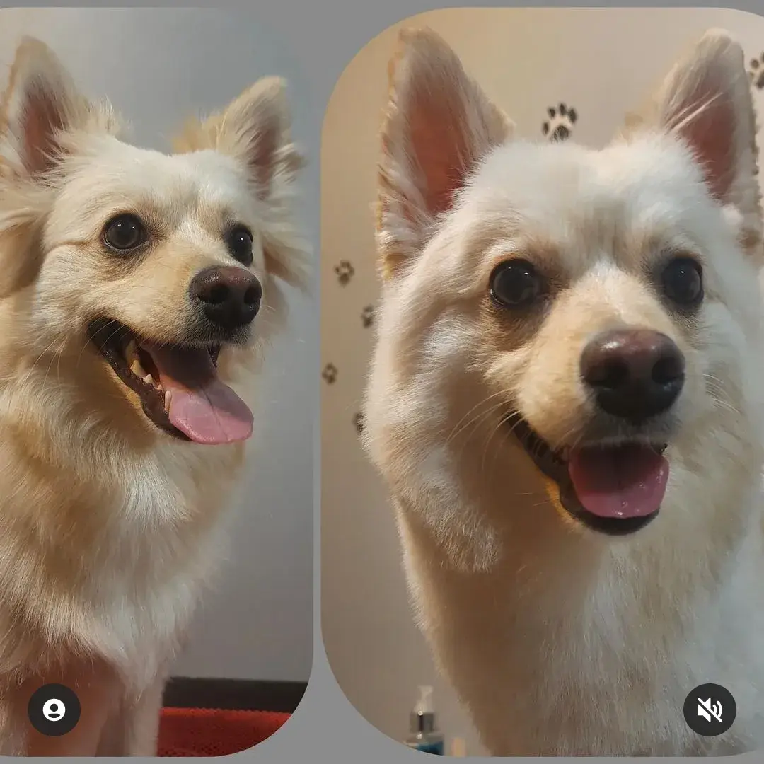Krem pomeranian’ın tıraş öncesi dağınık tüyü ve sonrasındaki toparlanmış hali