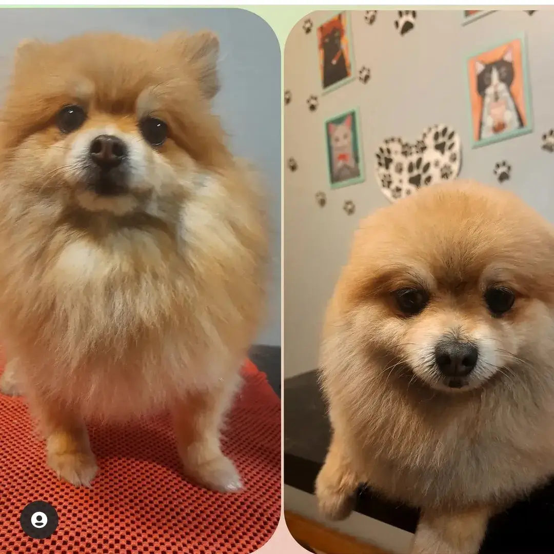Turuncu pomeranian’ın bakım öncesi ve sonrası karşılaştırması