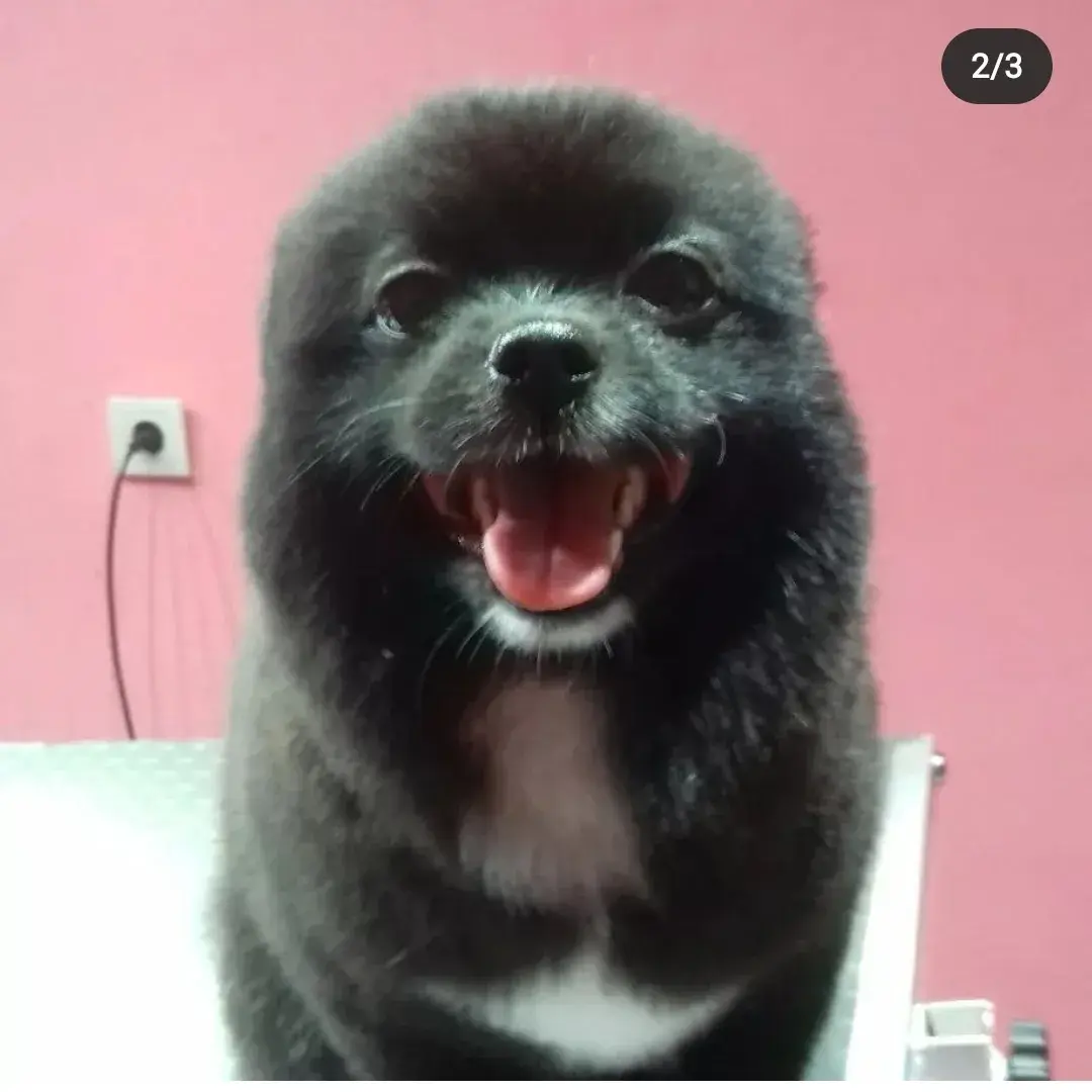Siyah pomeranian bakımı bittikten sonra