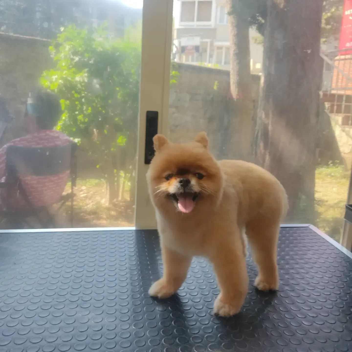 Turuncu pomeranian bakımı bittikten sonra ayakta