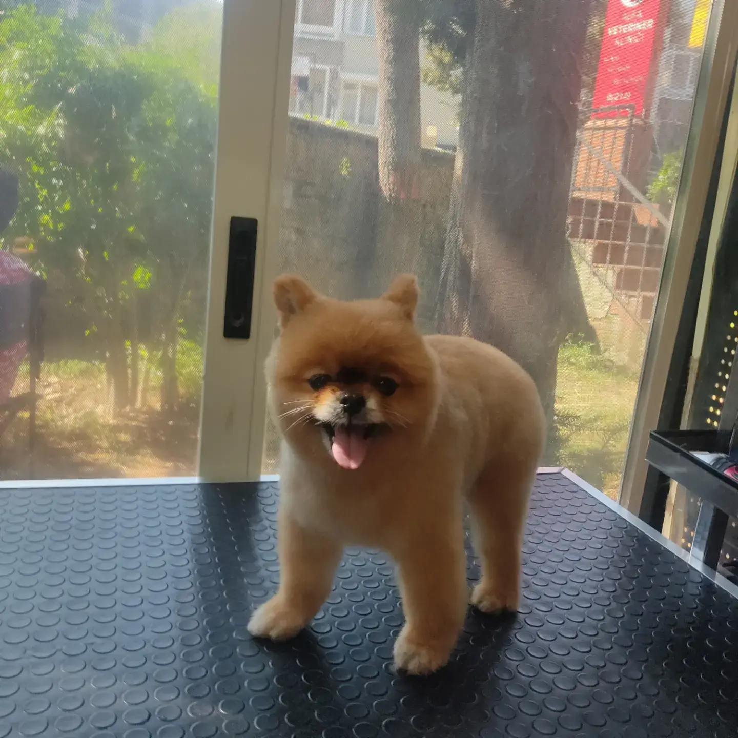 Turuncu pomeranian cam önündeki masada