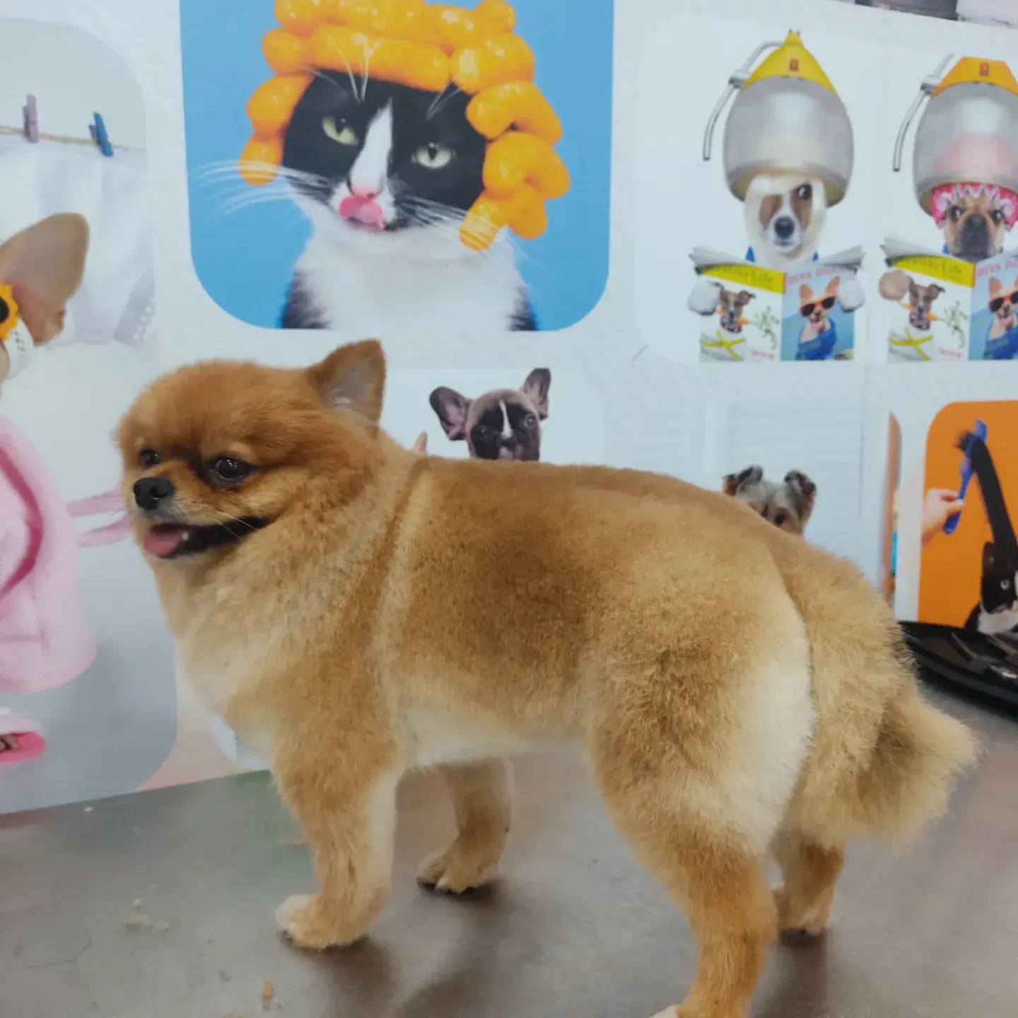 Turuncu pomeranian’ın tıraş sonrası gövde hattı