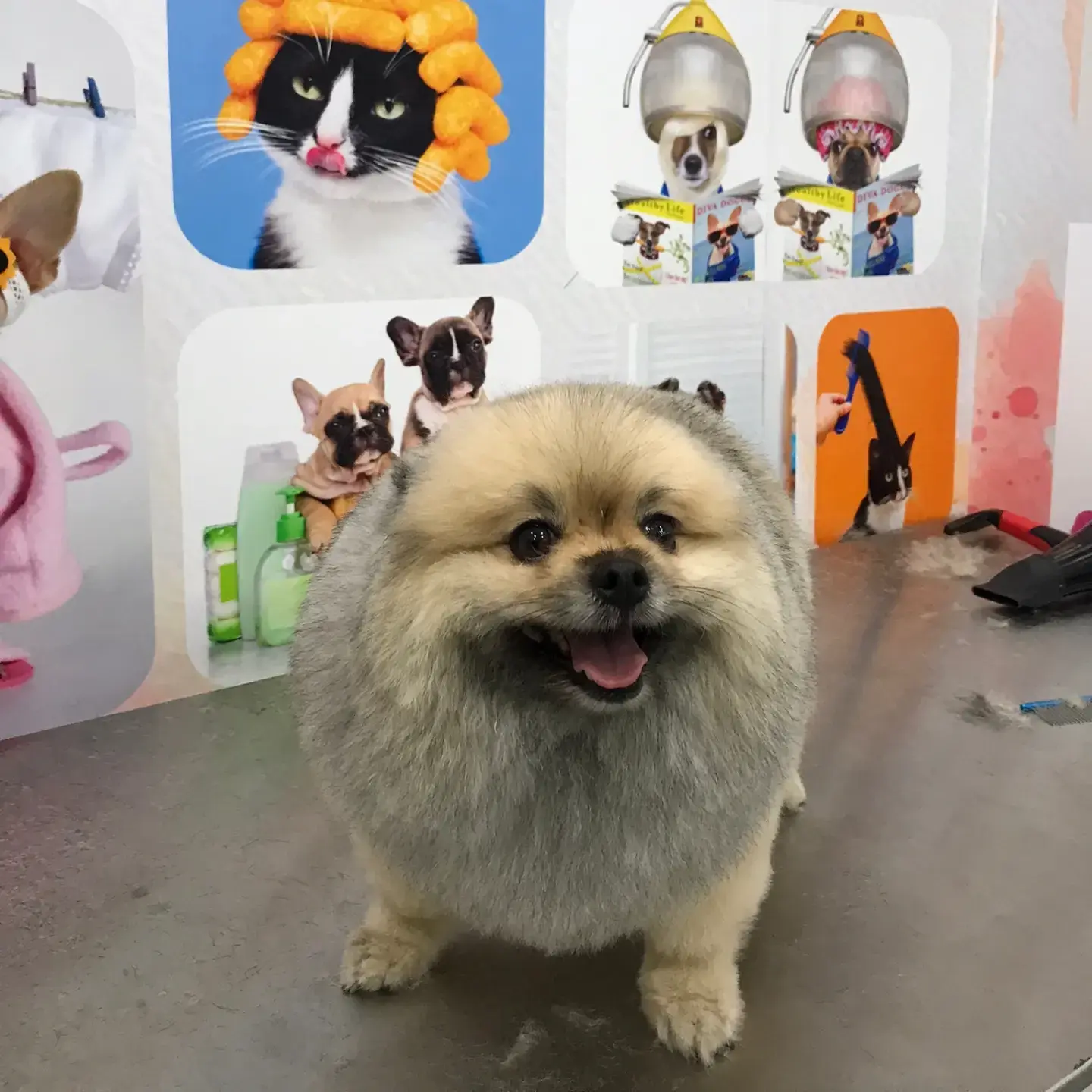 Turuncu pomeranian bakım sonrası salon panosunun önünde