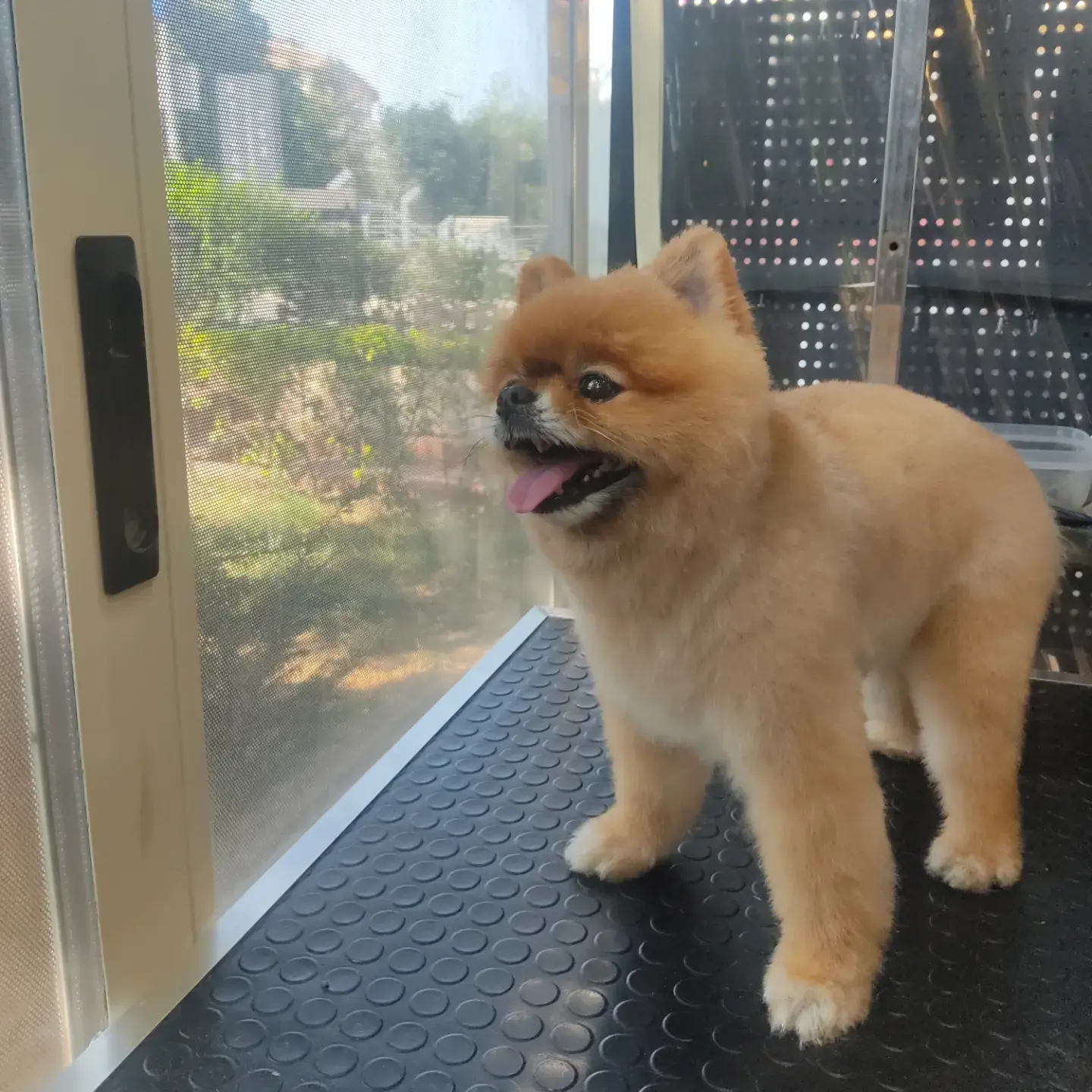 Turuncu pomeranian salon girişinde