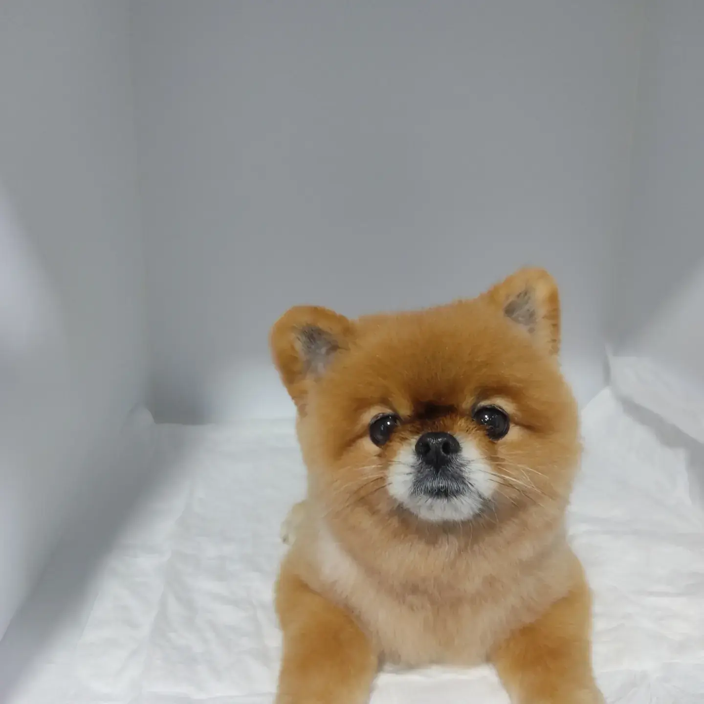 Küçük turuncu pomeranian bakımı bittikten sonra