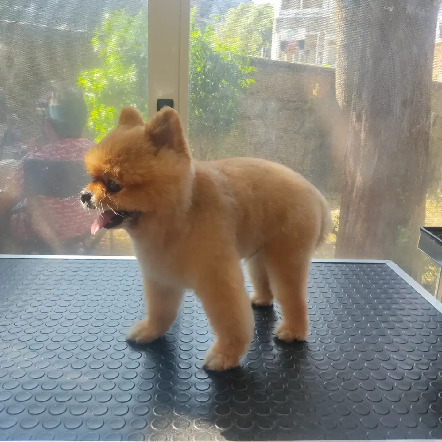 Turuncu pomeranian bakım masasında yan duruşta