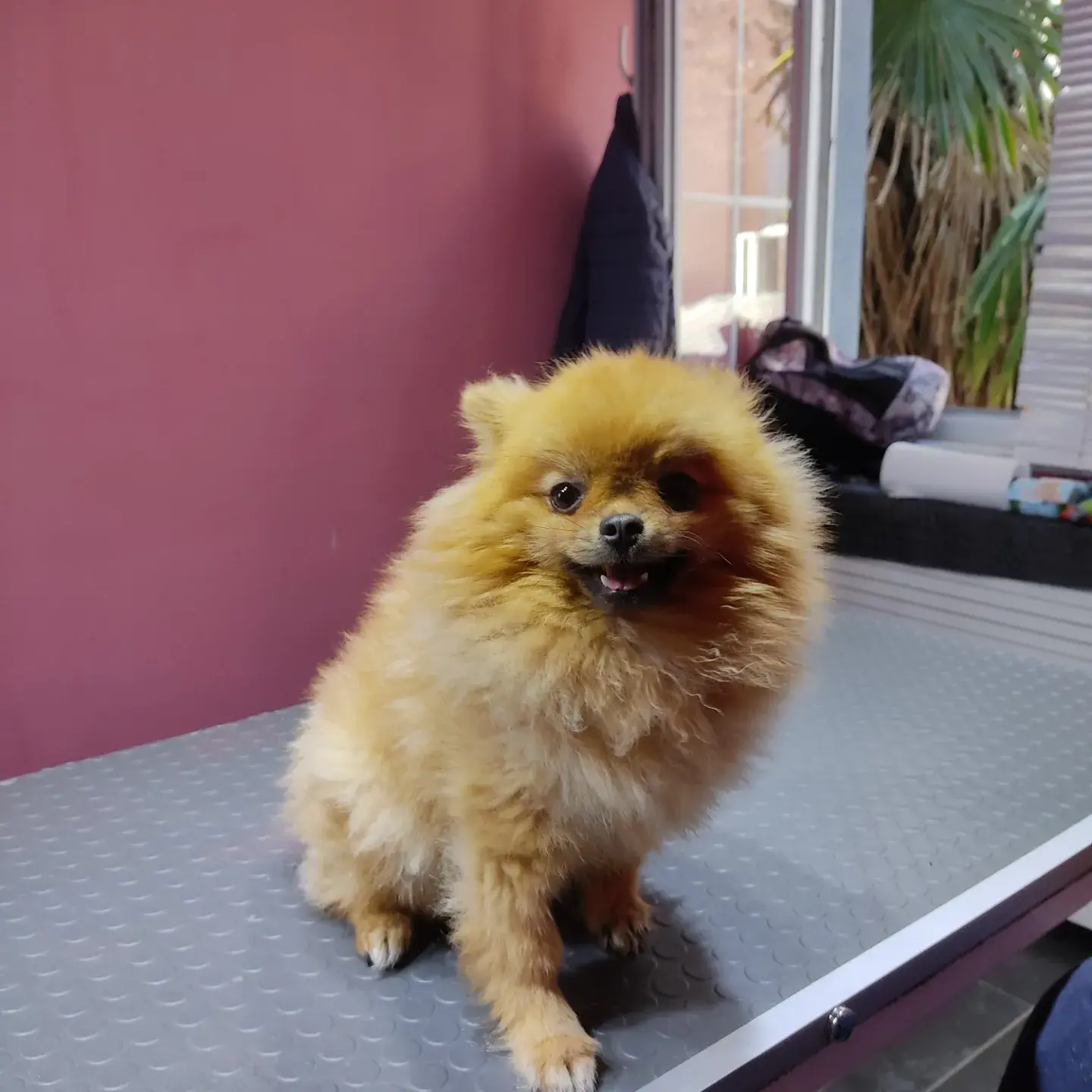 Turuncu pomeranian bakım masasında oturmuş