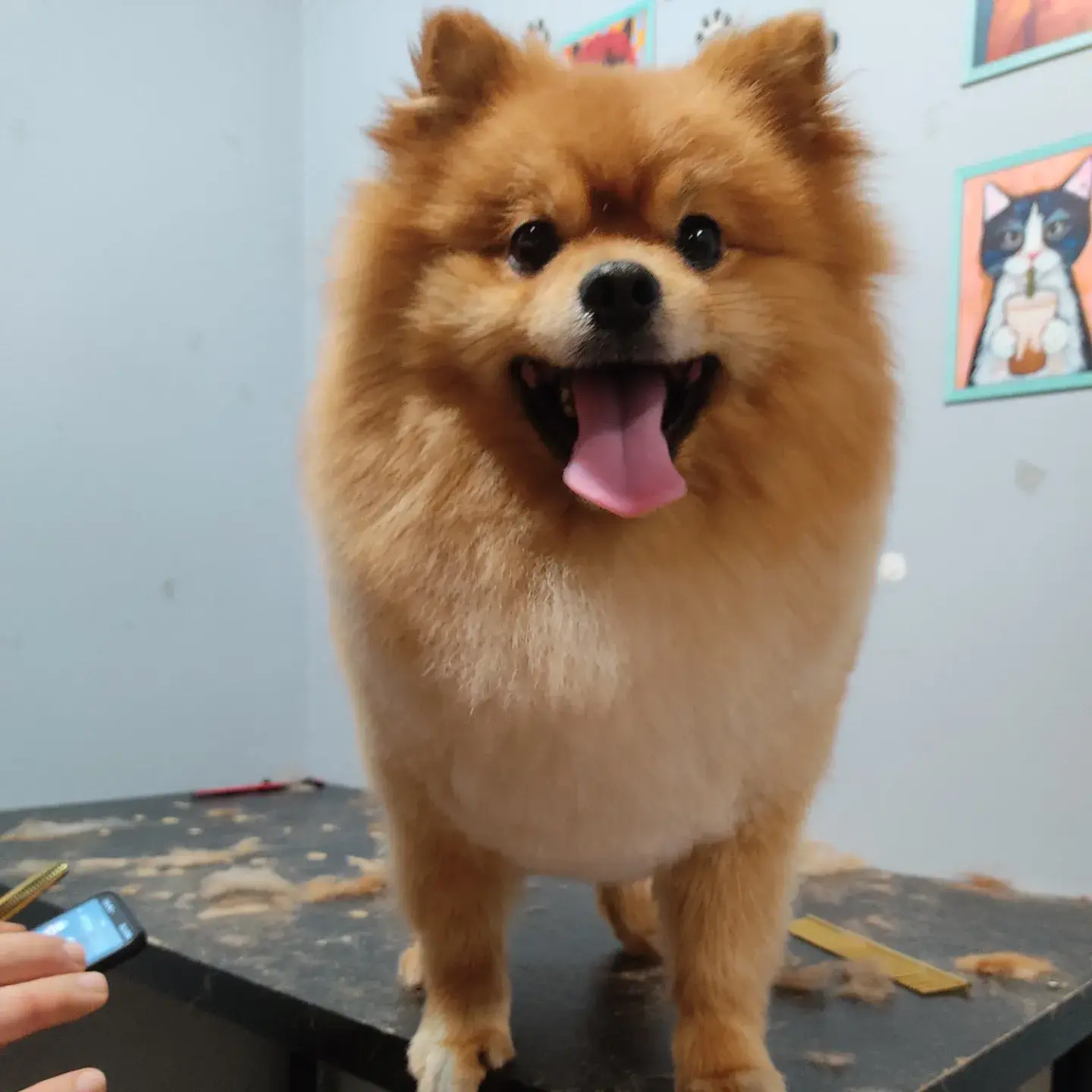Turuncu pomeranian tıraş masasında dili dışarıda