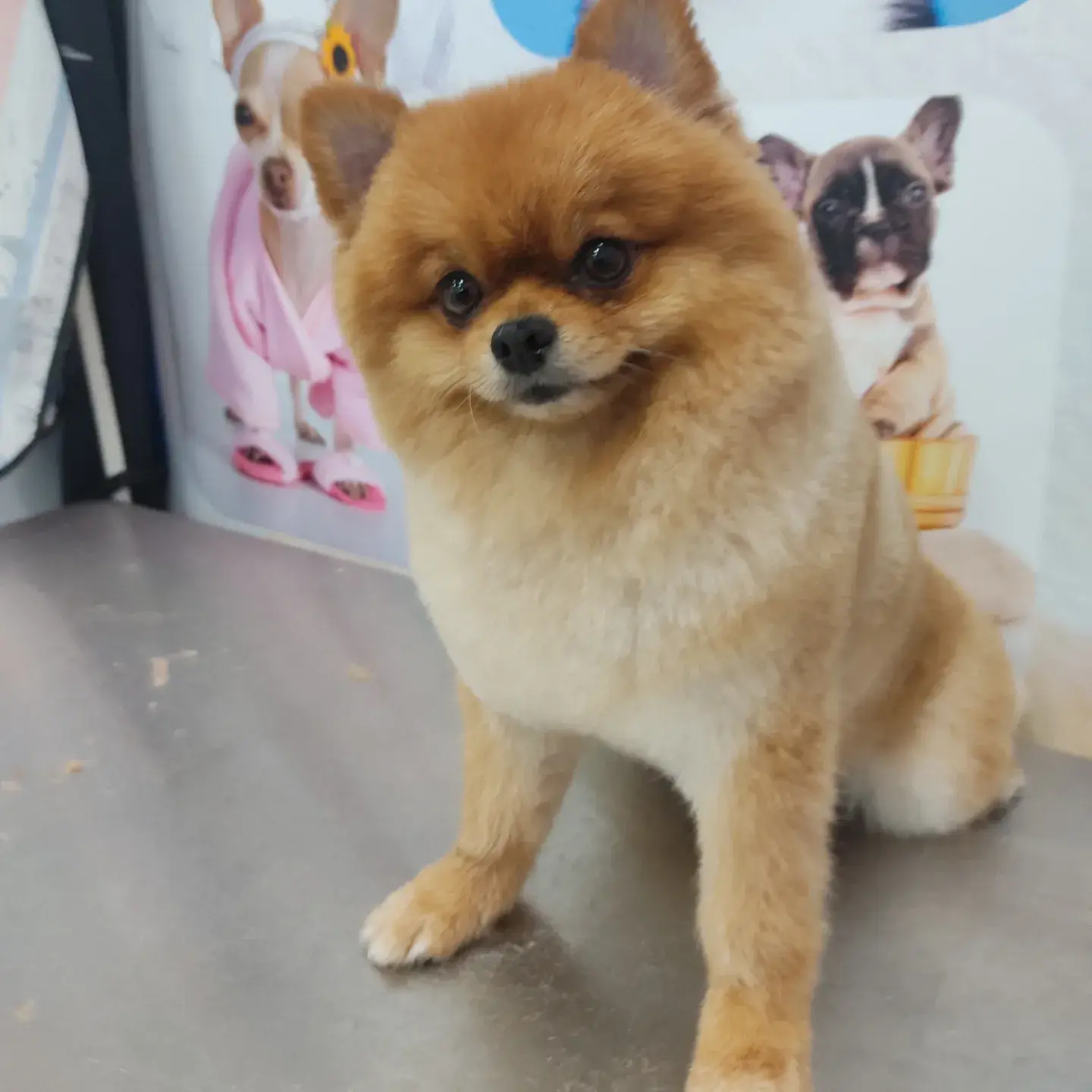Turuncu pomeranian önden, yüz tüyleri yuvarlak kesilmiş