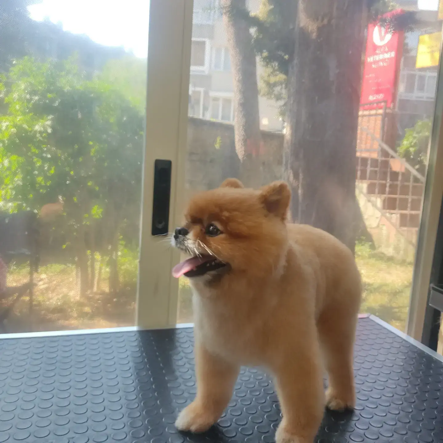 Turuncu pomeranian tıraş sonrası yan profilden
