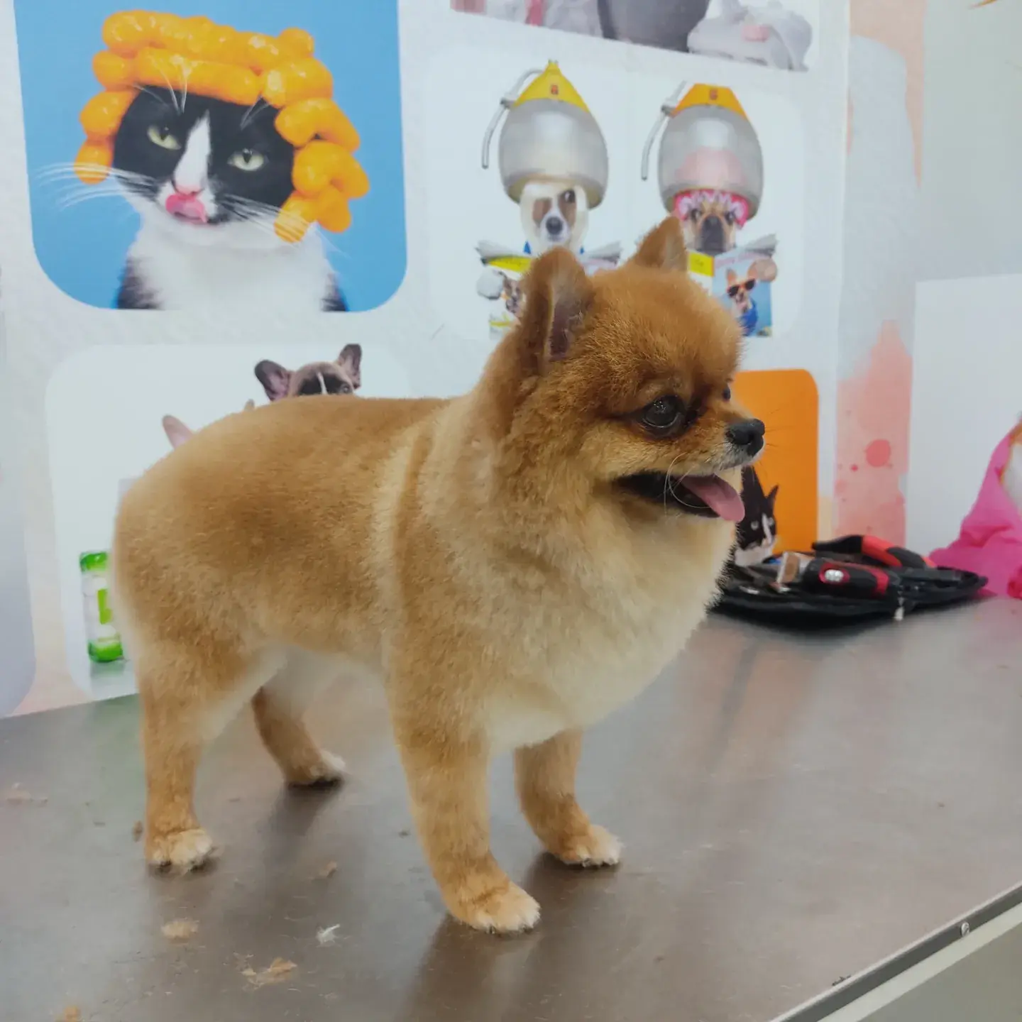 Turuncu pomeranian profilden, tüyleri yeni taranmış