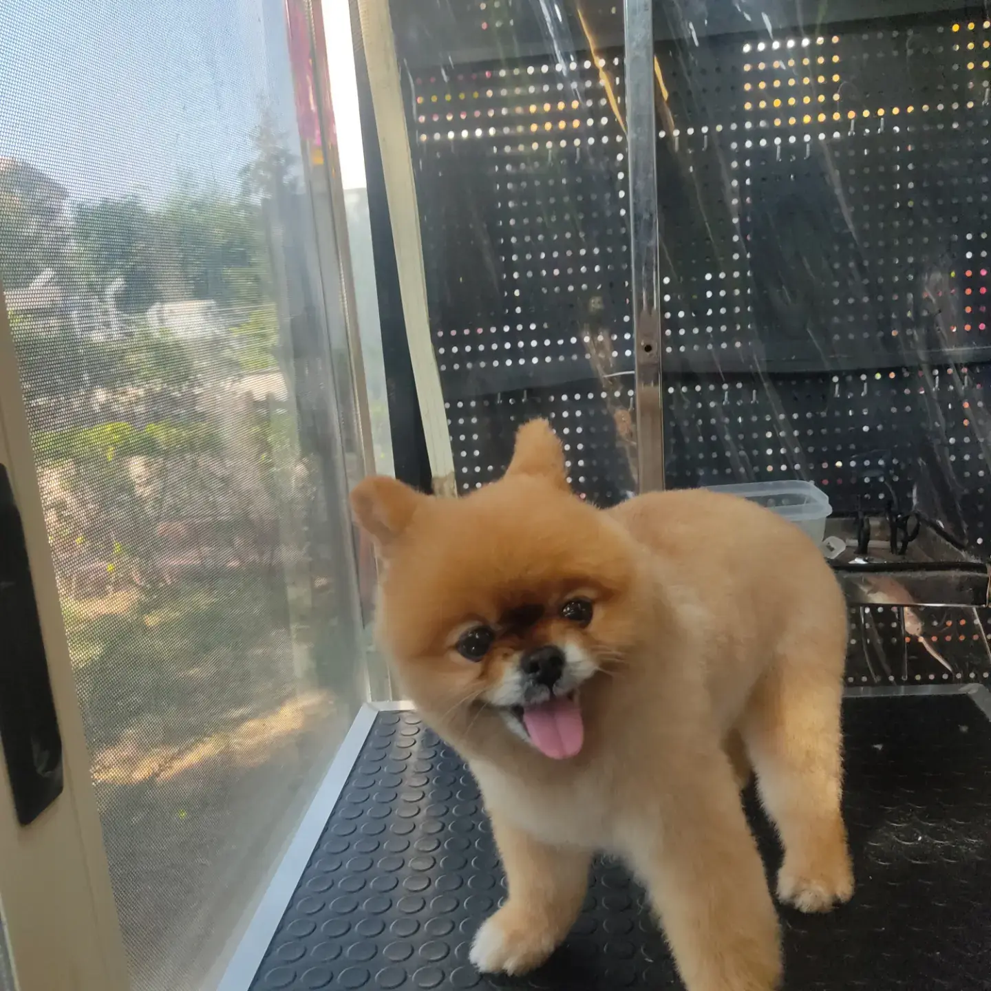 Turuncu pomeranian salon girişindeki masada