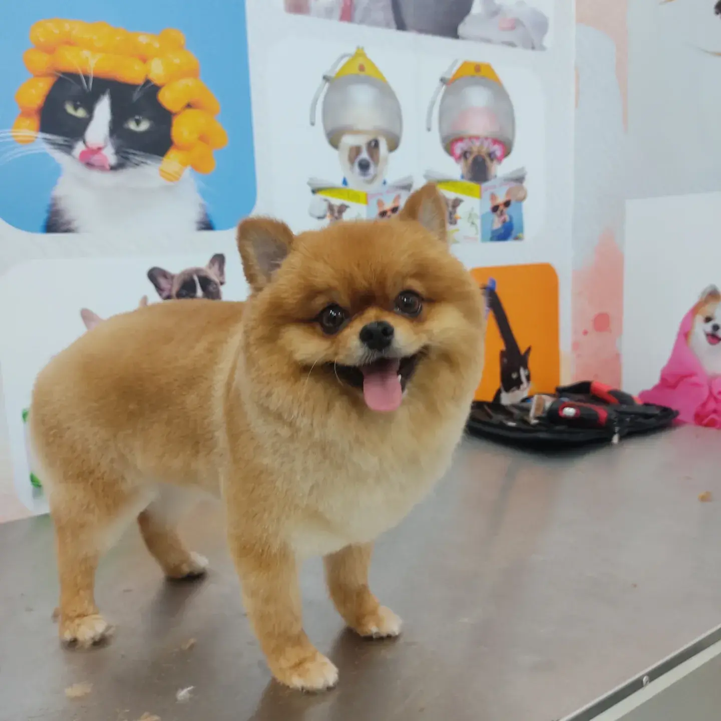 Turuncu pomeranian tam boy, tüyleri eşit kısaltılmış
