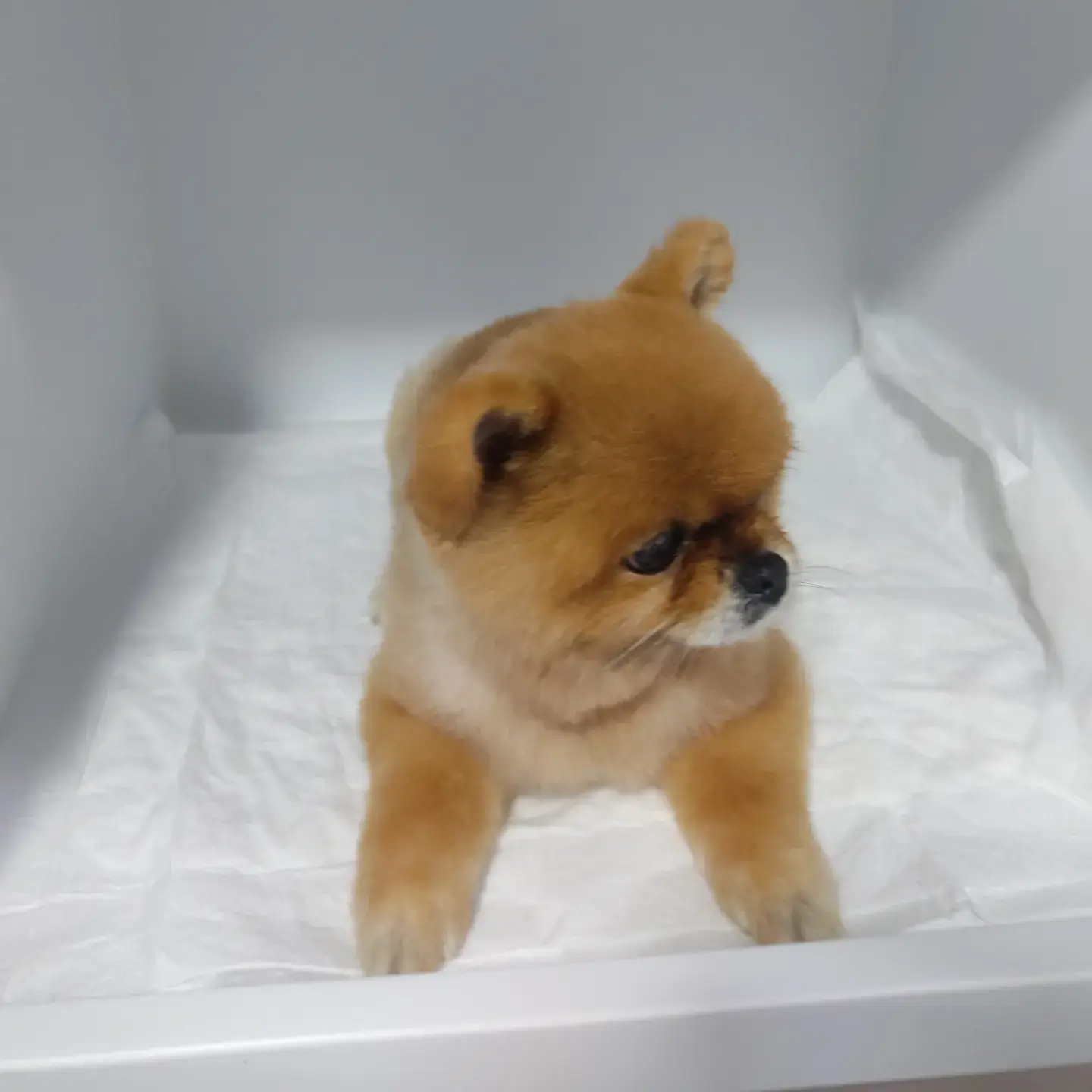 Turuncu pomeranian tıraş sonrası yürürken