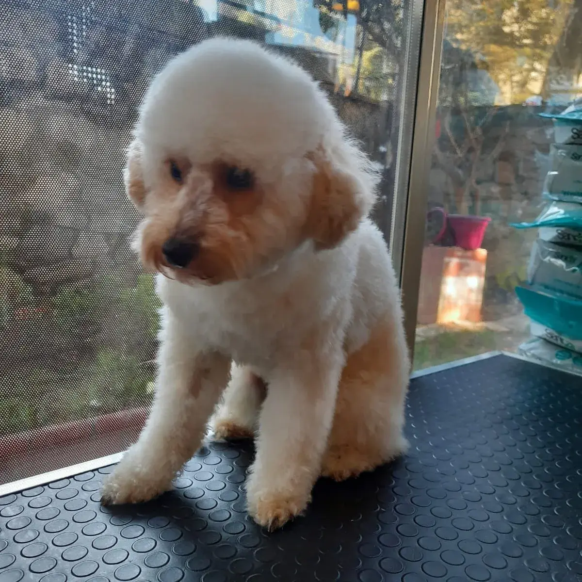 Beyaz poodle bakım masasında oturuyor