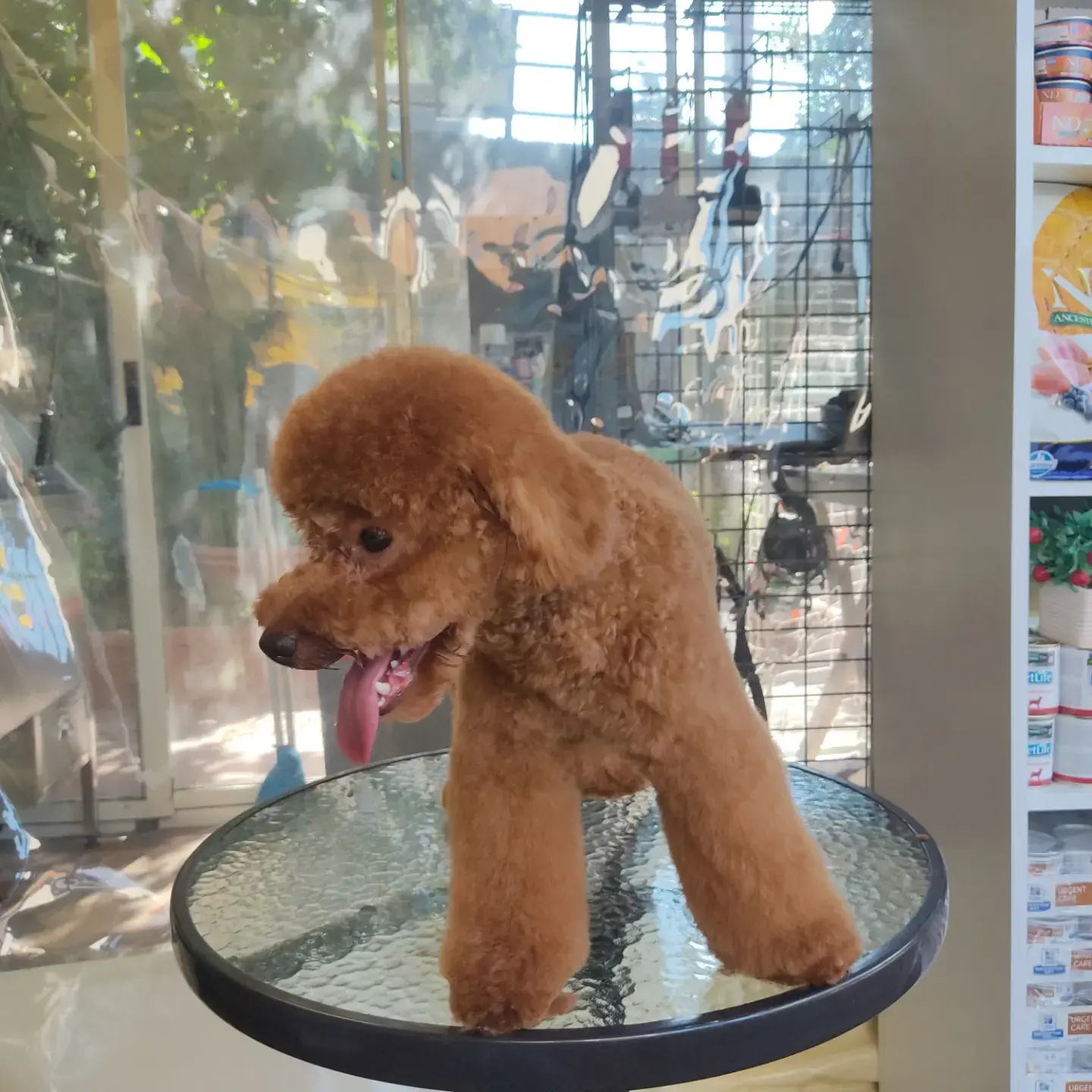 Kayısı poodle model kesim sonrası cam masada