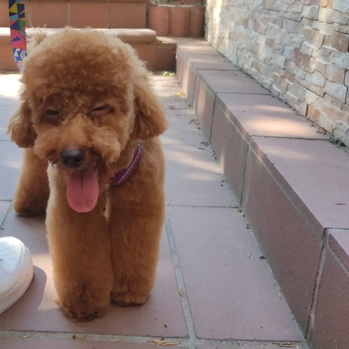Kayısı poodle bakımdan sonra salonun önünde