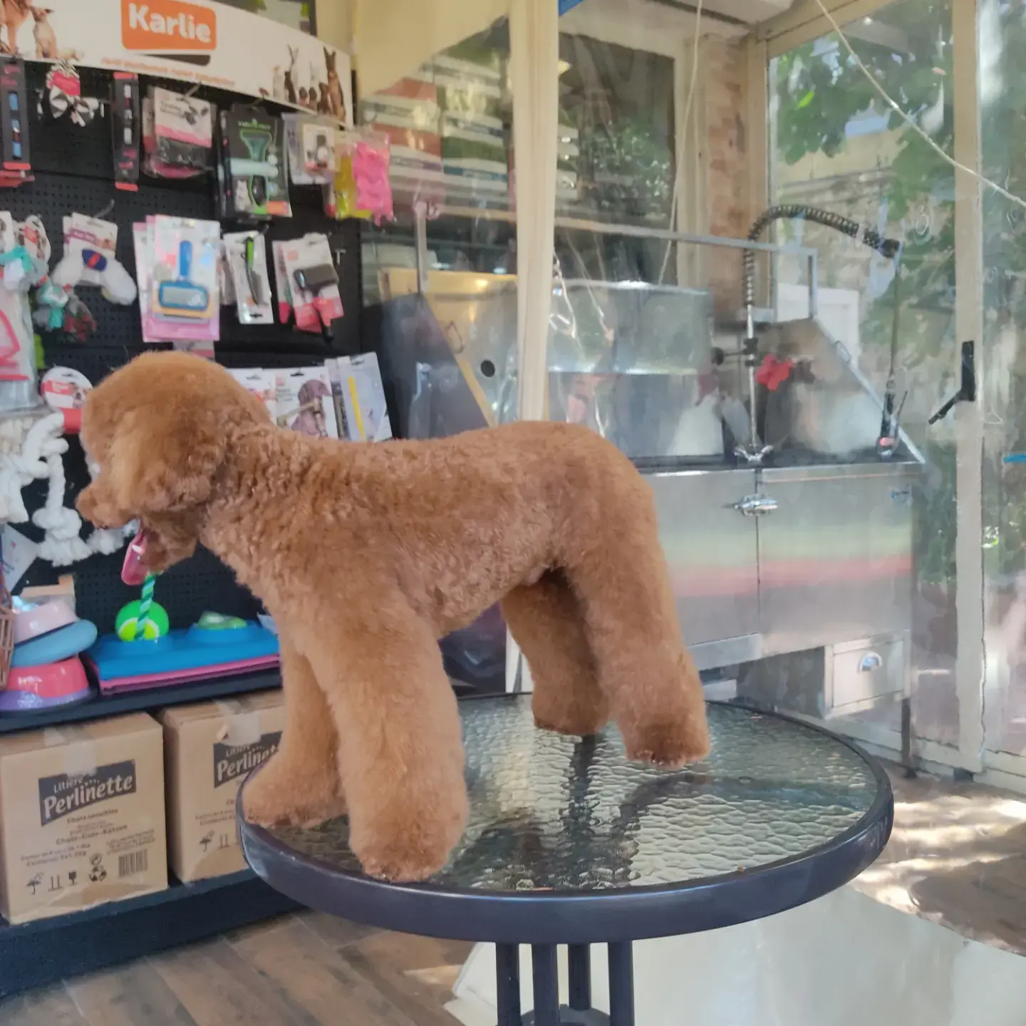 Kayısı poodle salon vitrininin önündeki masada