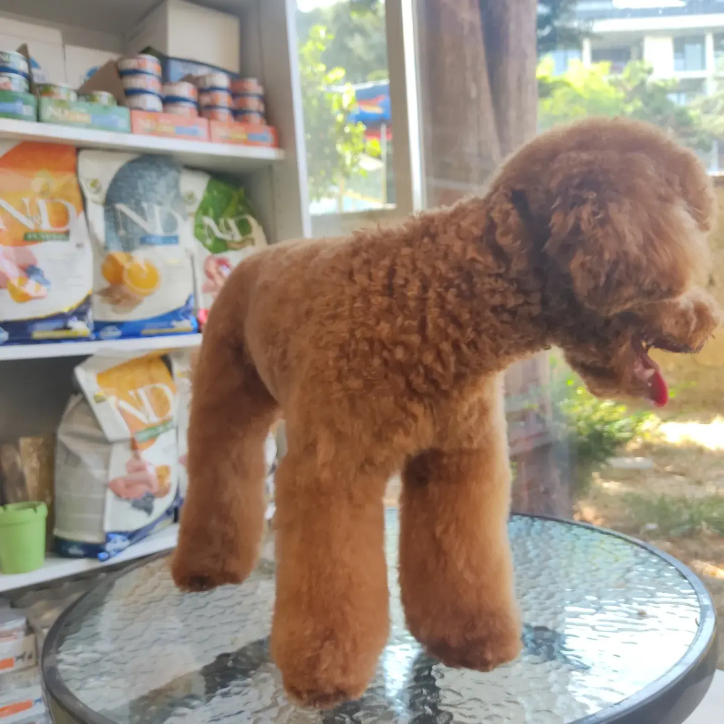 Kayısı poodle mağaza rafının önündeki masada tam boy