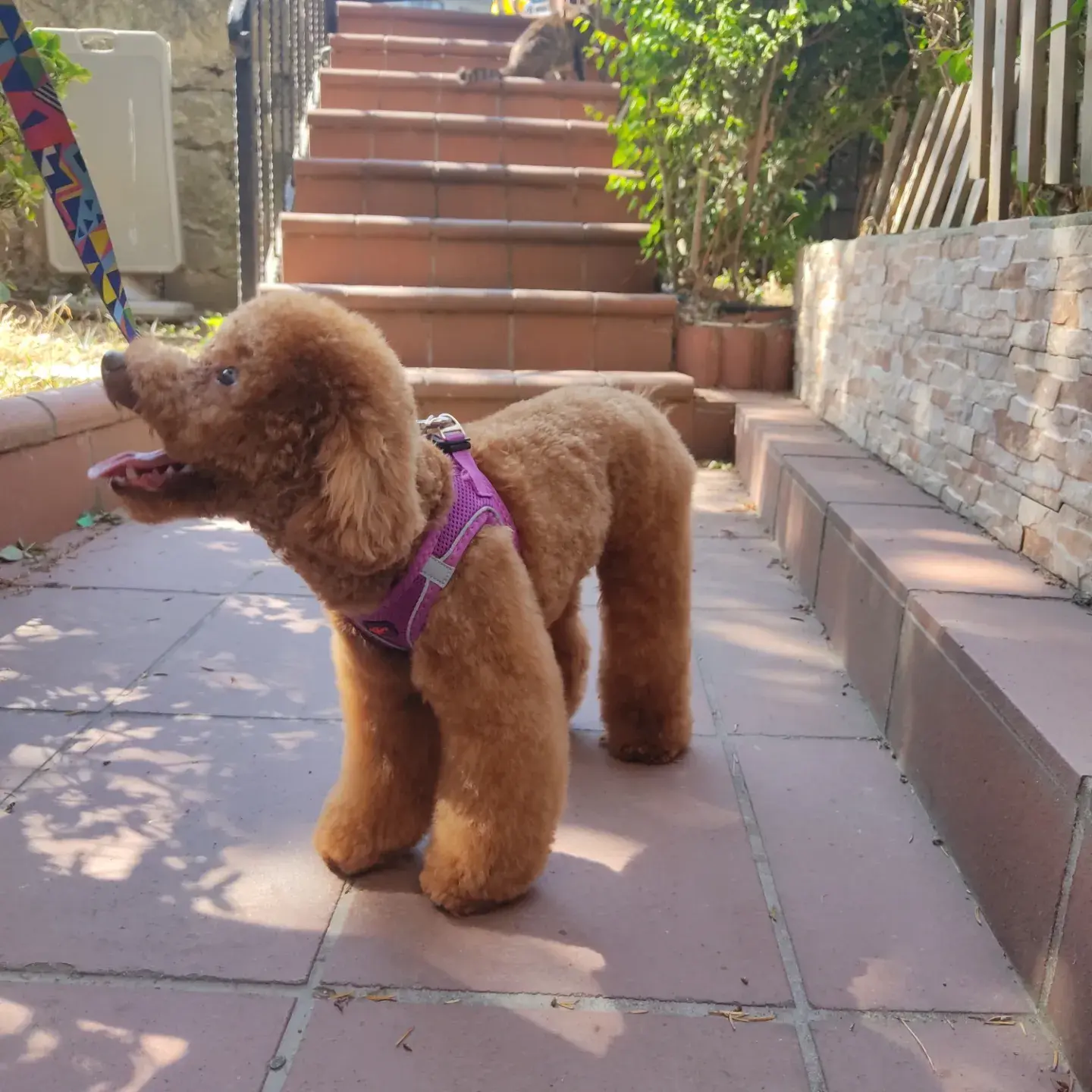 Kayısı poodle tasmasıyla salonun önünde