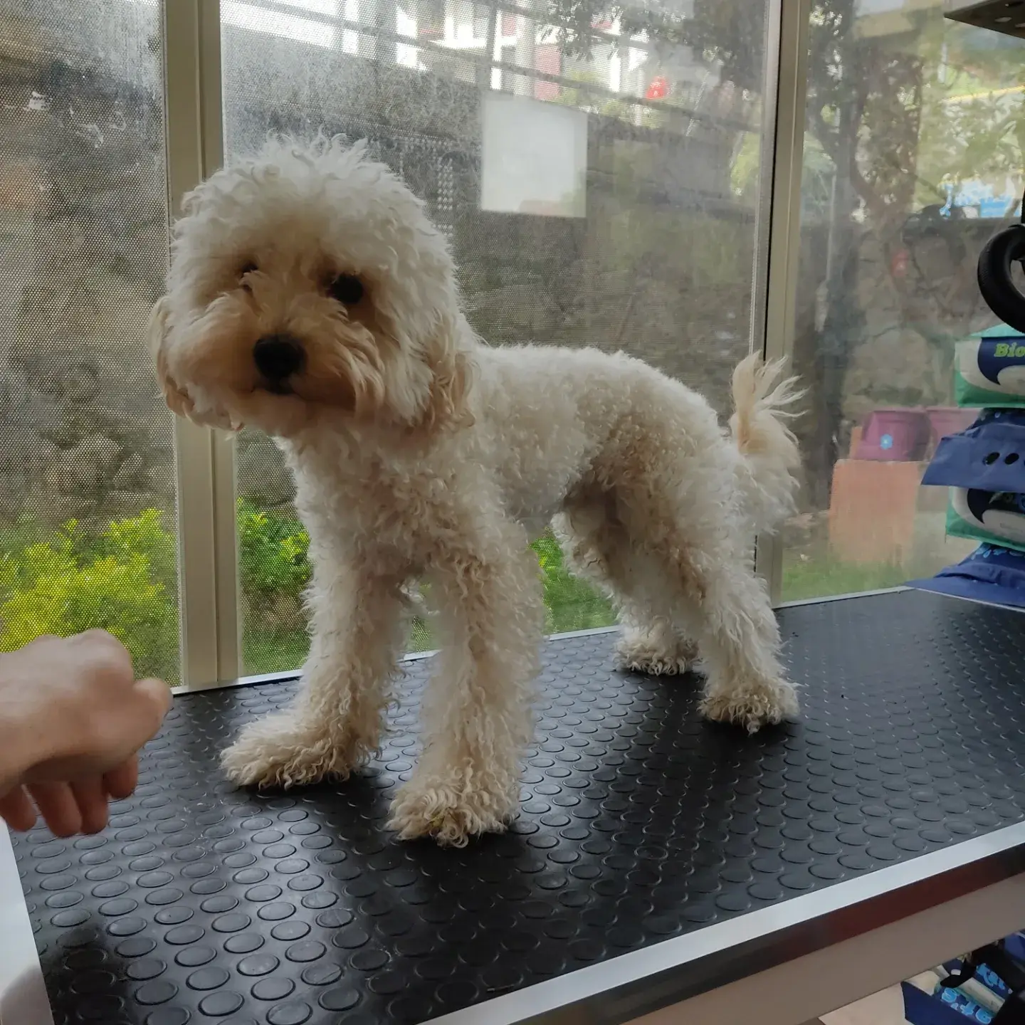 Krem poodle tıraş masasında ayakta