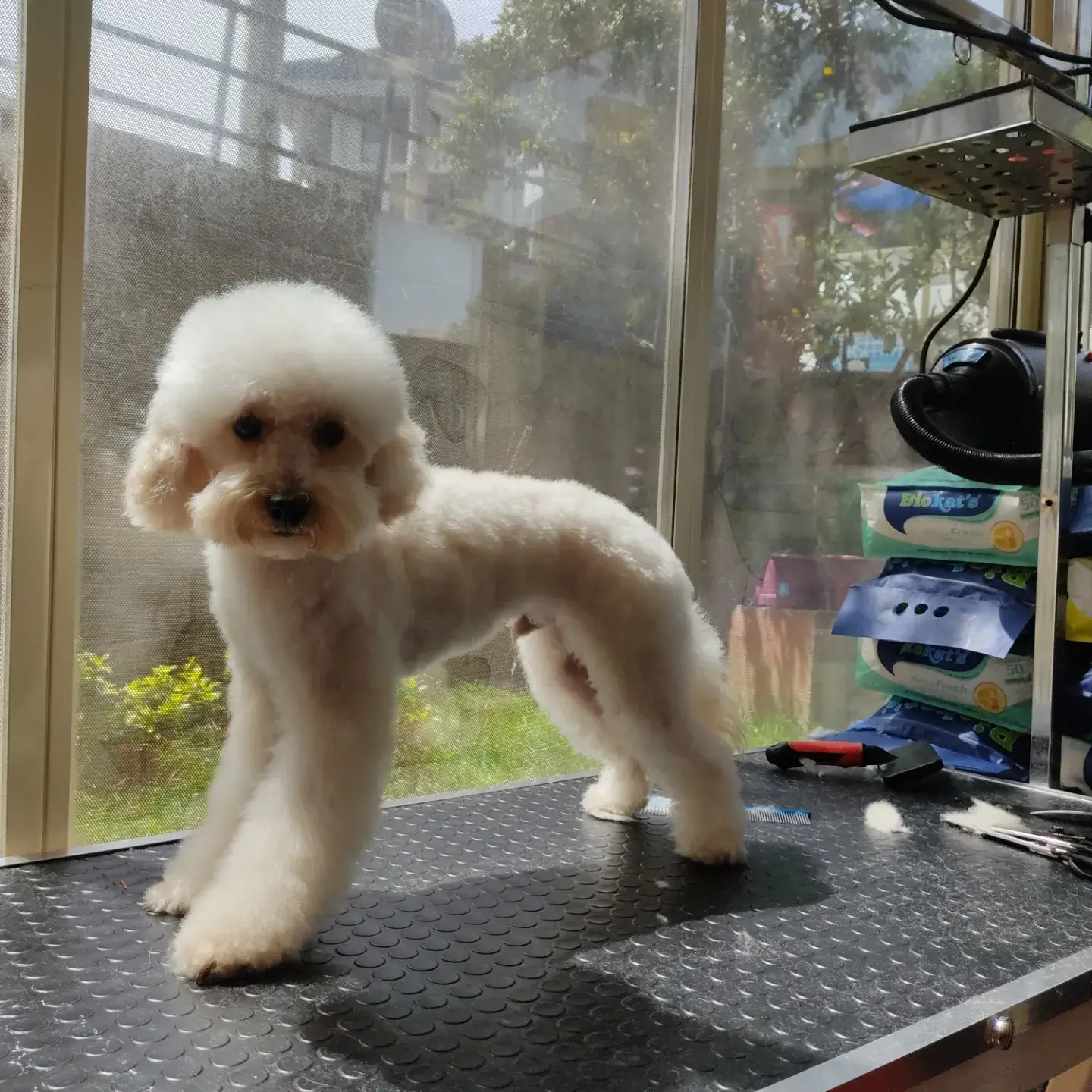 Krem poodle’ın bacak tüyleri model kesimle şekillendirilmiş