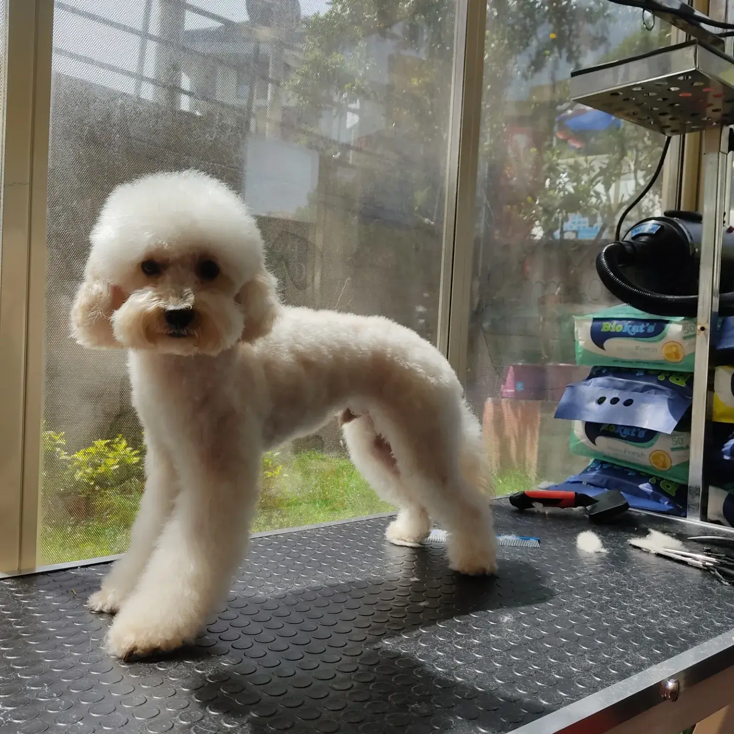 Krem poodle’ın model kesimi bittikten sonra masada tam boy duruşu