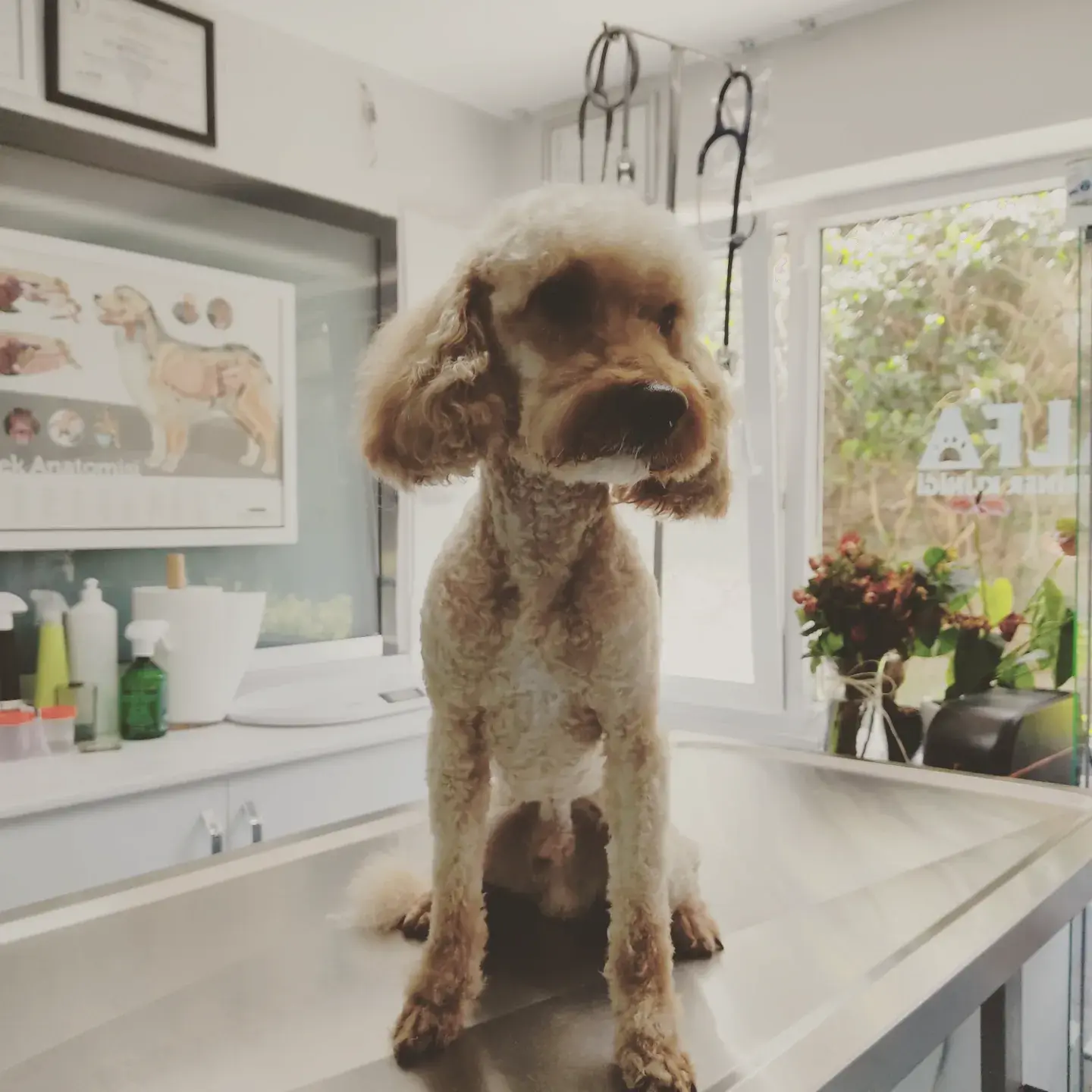 Krem poodle salon içinde model kesim sonrası