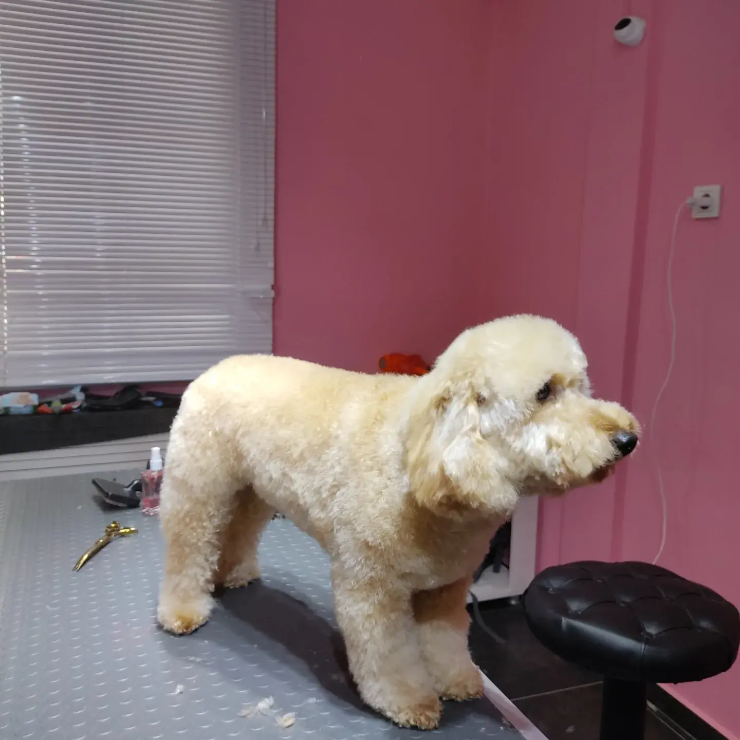 Krem poodle model kesim sonrası tam boy