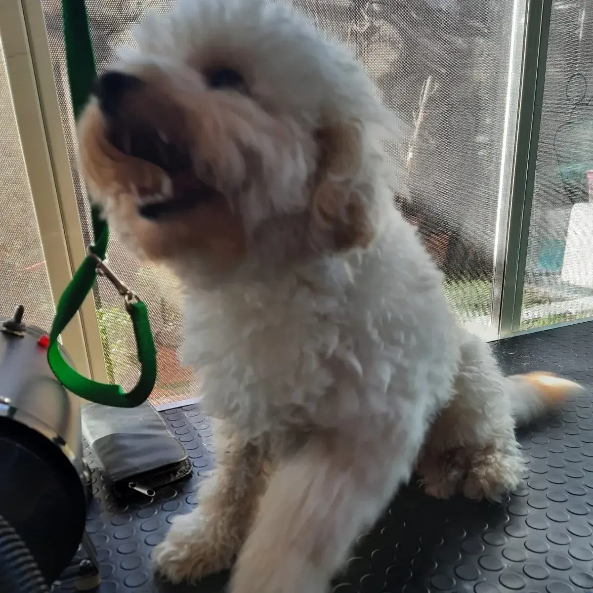 Krem poodle tasmasıyla bakım masasında
